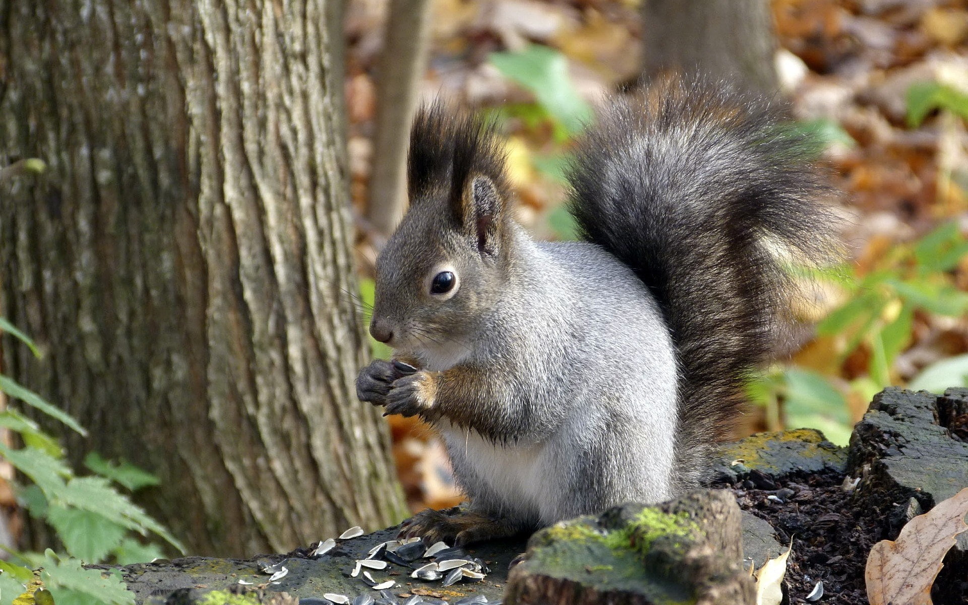 squirrel