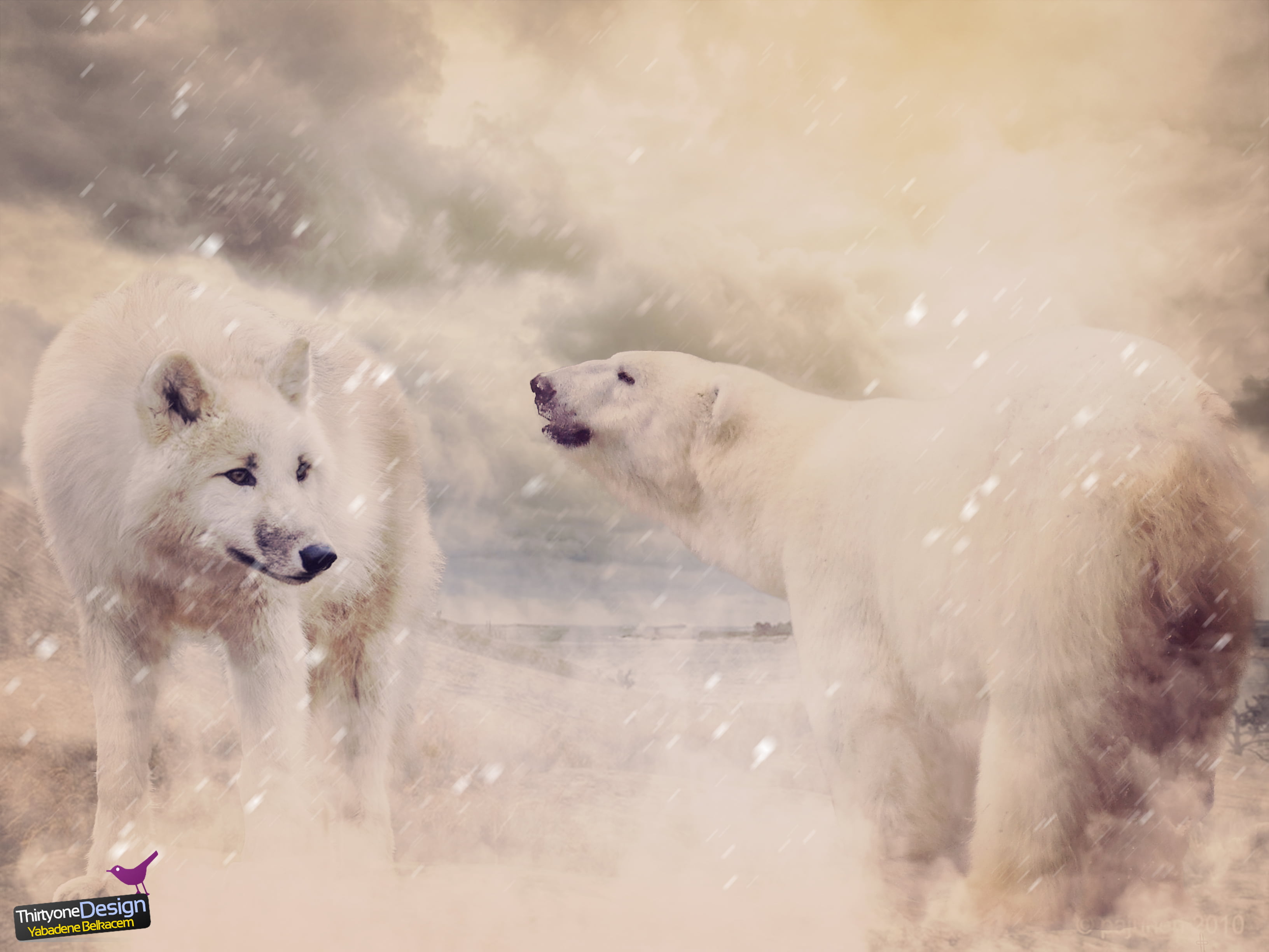 bears, wolf, snow, nature, wildlife, group of animals, animal themes