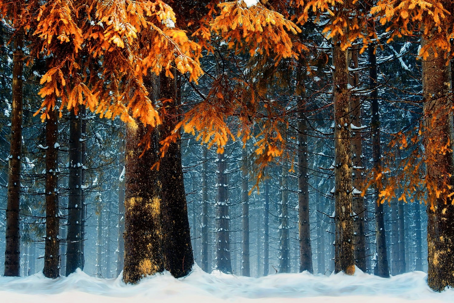 orange trees, snow, forest, cold, Germany, nature, landscape