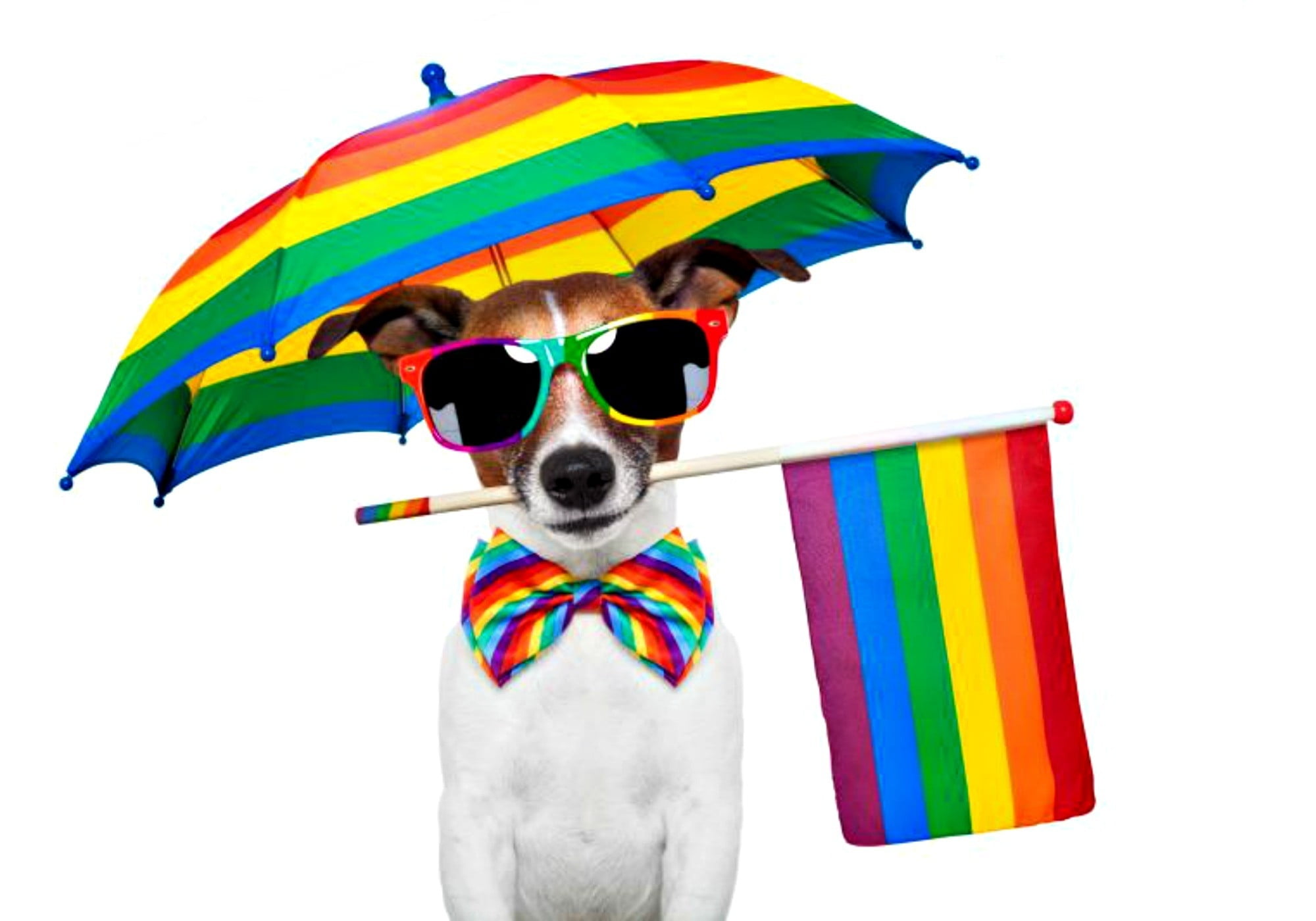 :), colorful, umbrella, caine, rainbow, flag, animal, card