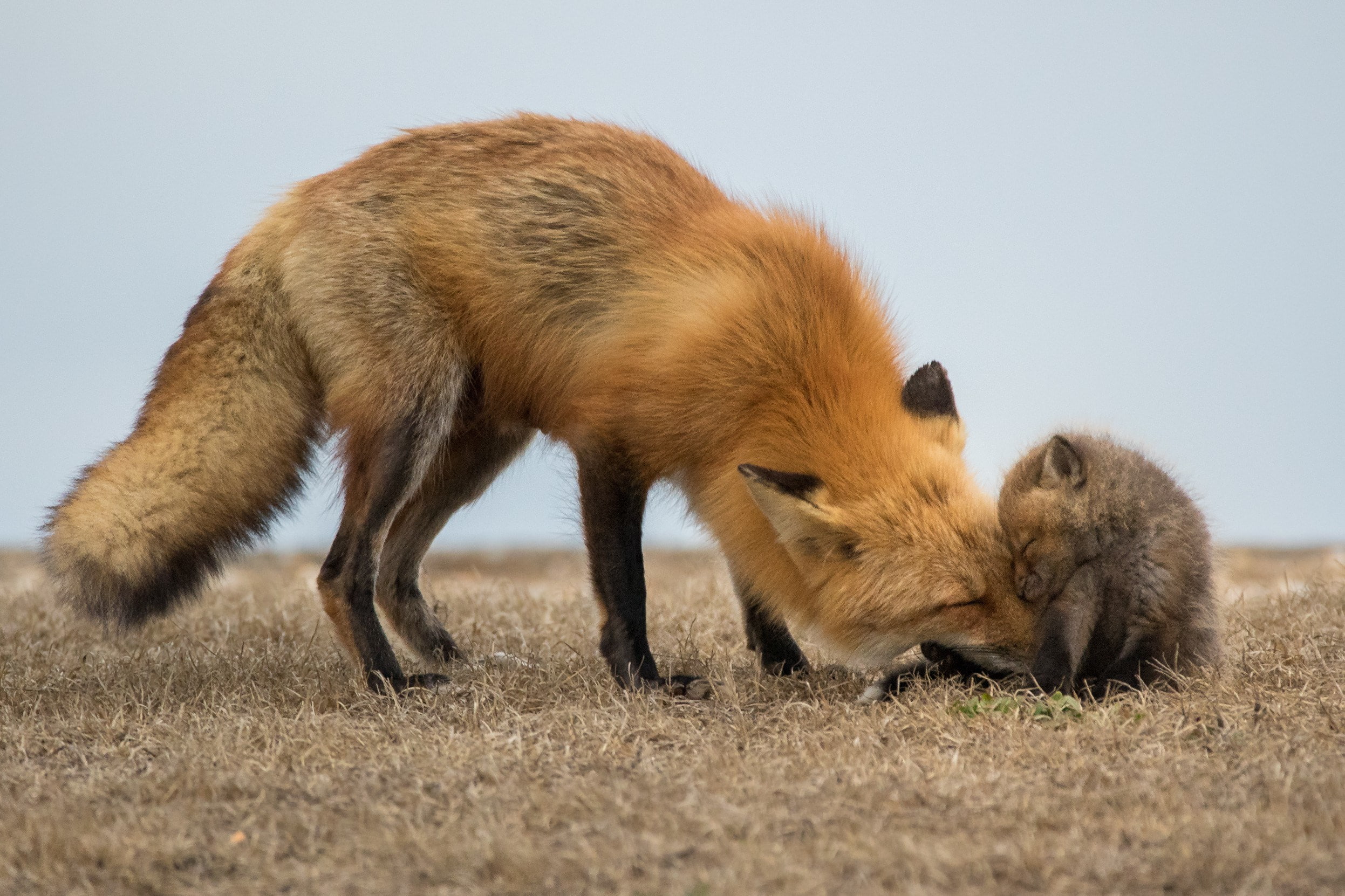 fox