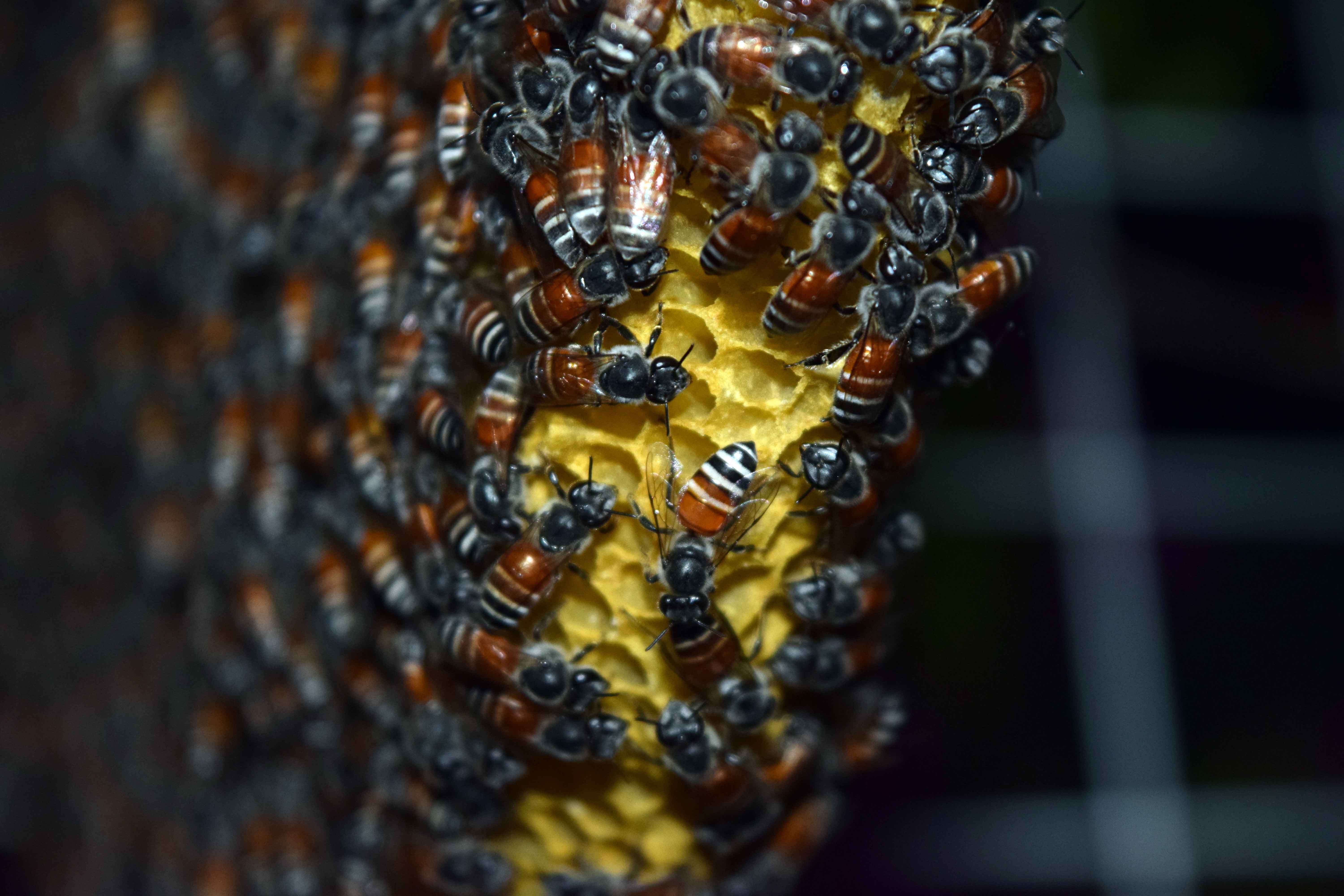 colony of bee, bees, honeycomb, close-up, insect, beehive, nature
