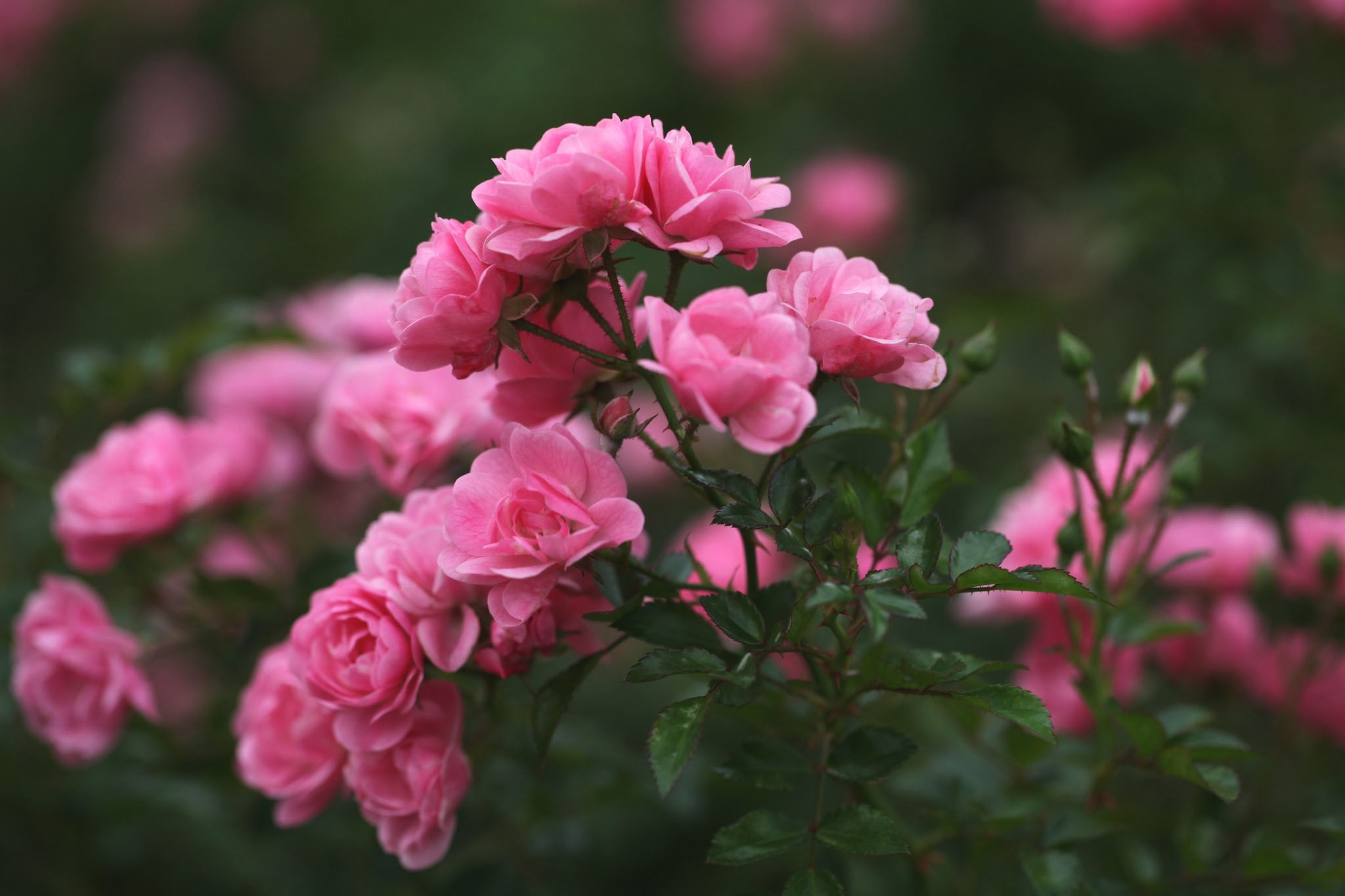 pink rose flowers, roses, petals, blur, buds, nature, pink Color