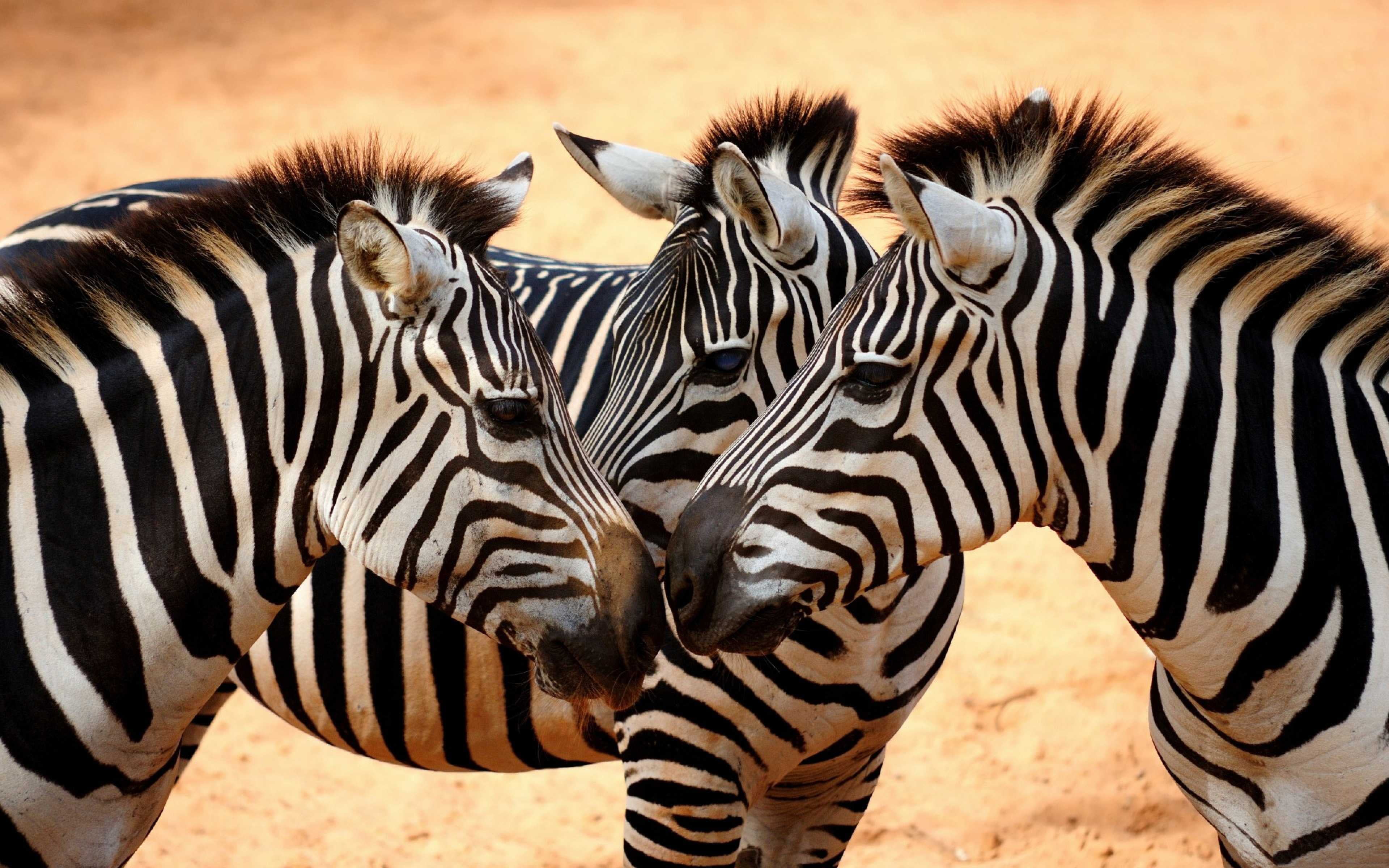 African Zebras-Desktop HD Wallpaper for Mobile phones-Tablet and PC-3840×2400