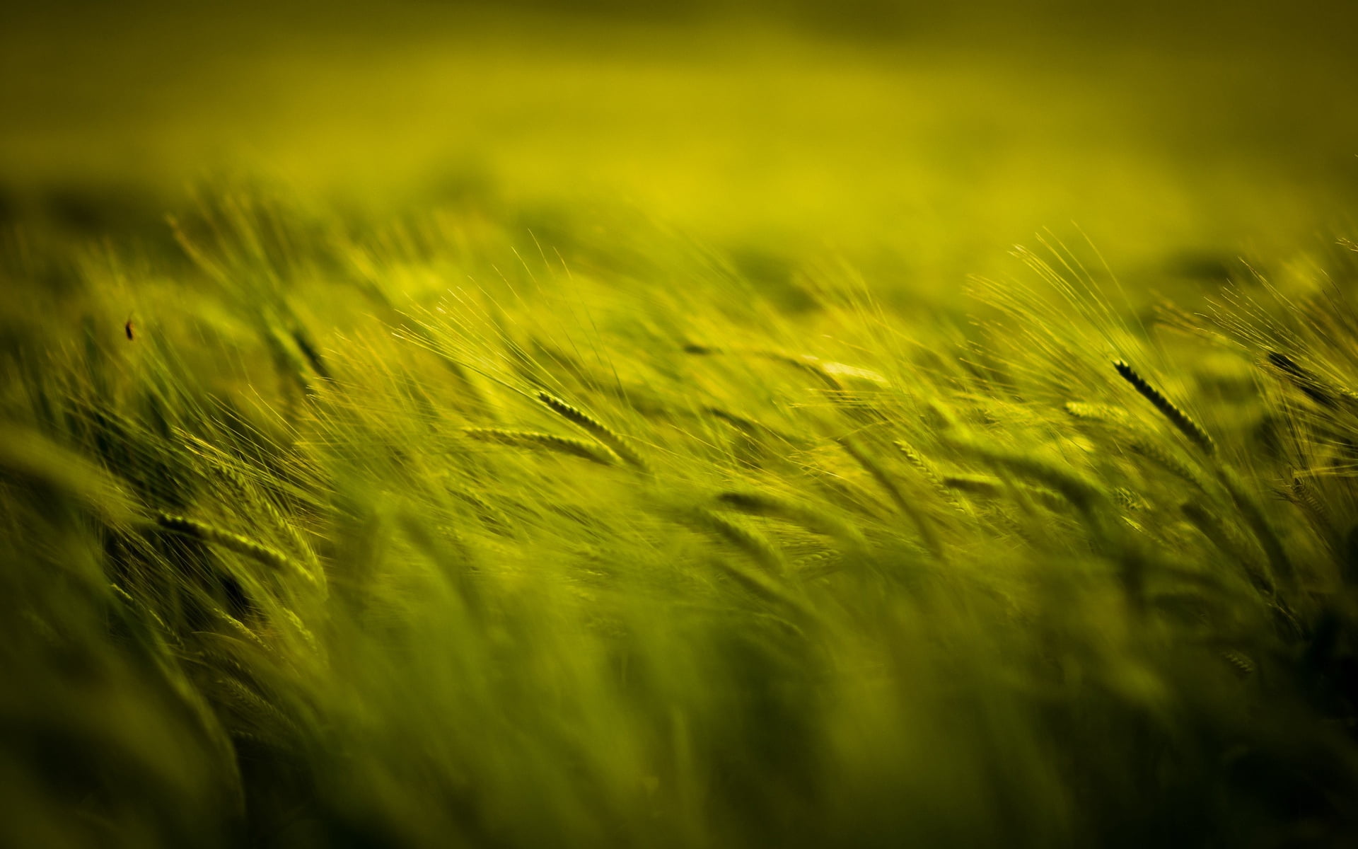 green wheat field, spikelets, nature, grass, plant, summer, growth
