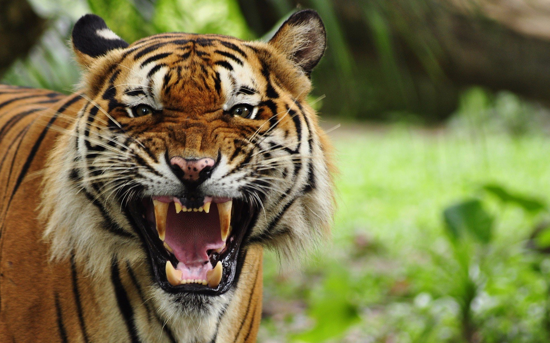 1920x1200 px animals big cats nature Open Mouth Tiger Nature Fields HD Art