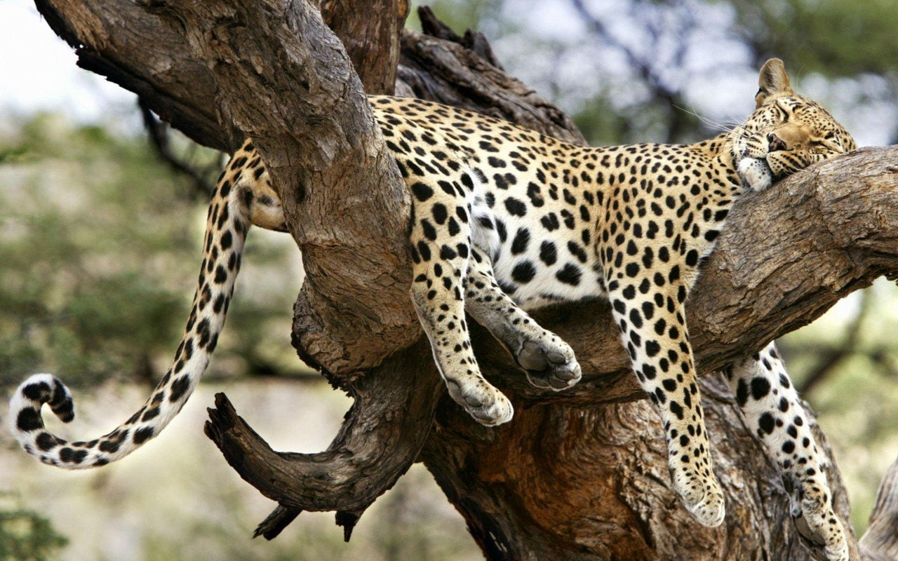 leopard