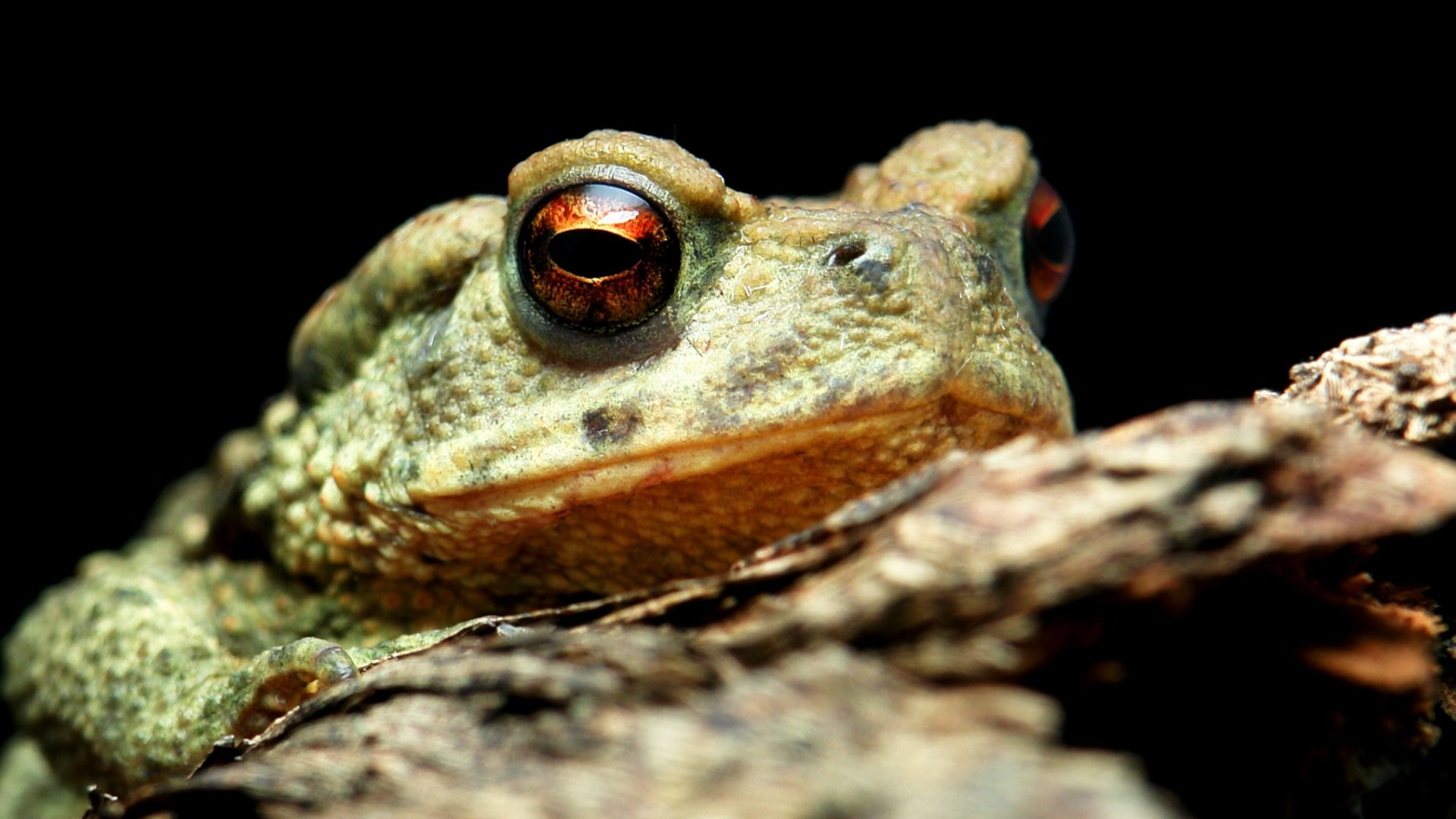 toad