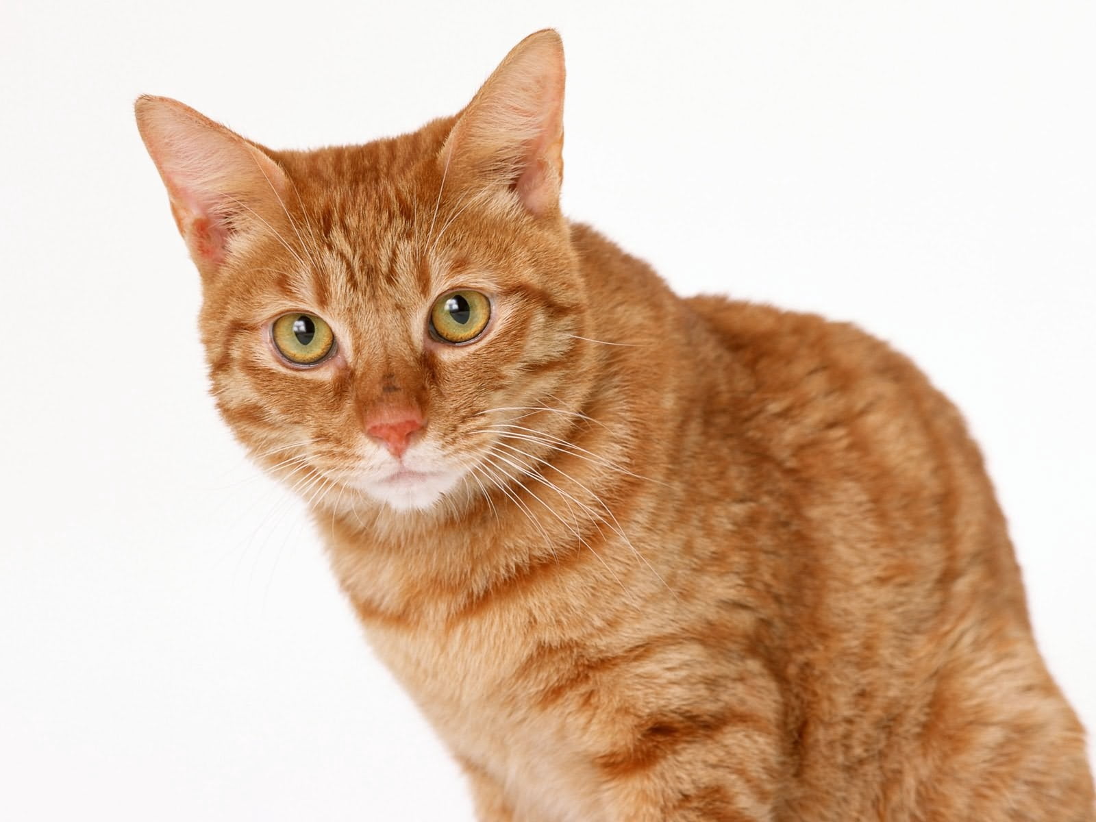 orange tabby cat, ginger, eyes, domestic, pets, domestic cat
