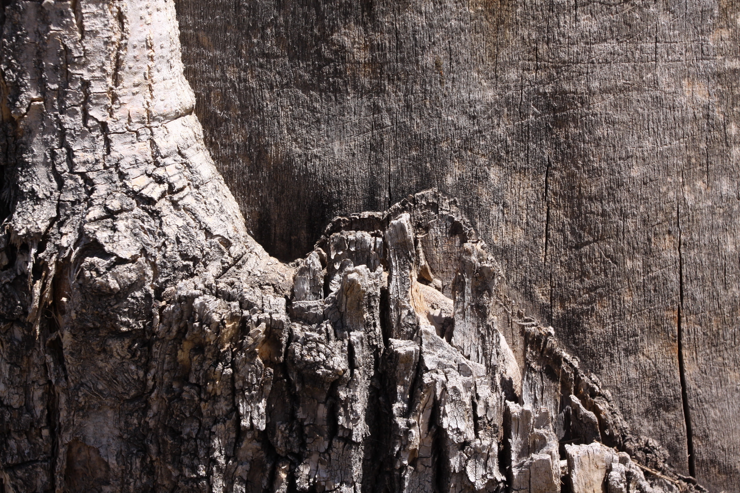 background, tree, texture