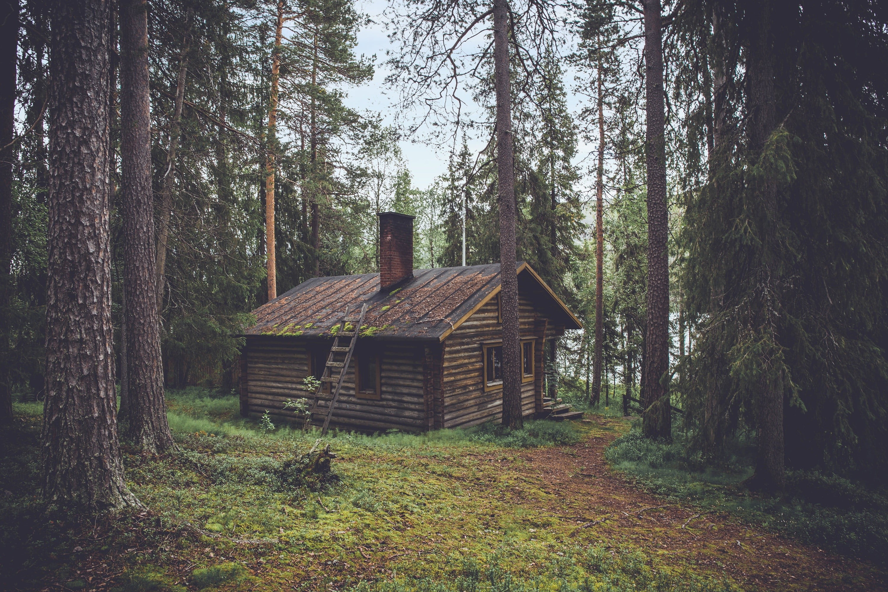 brown wooden cabin, nature, forest, trees, fall, house, lake