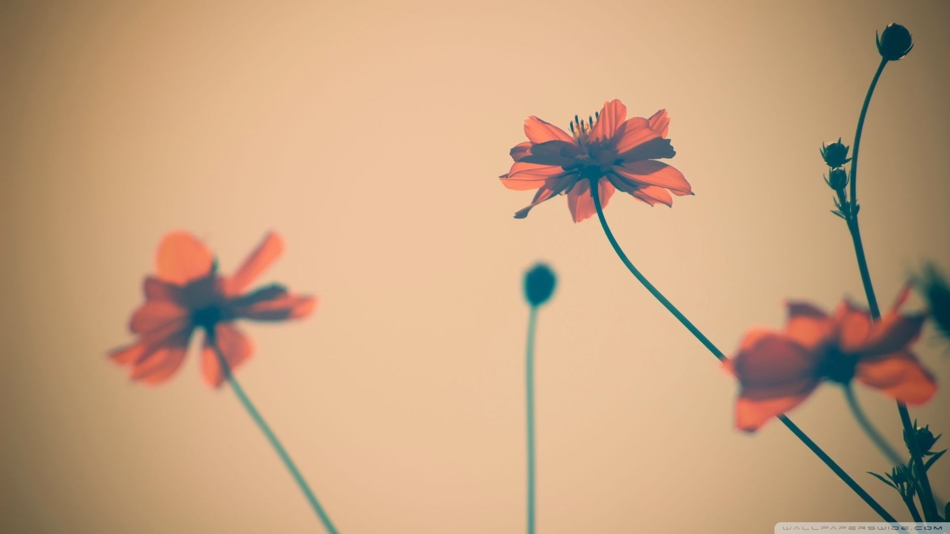 closeup