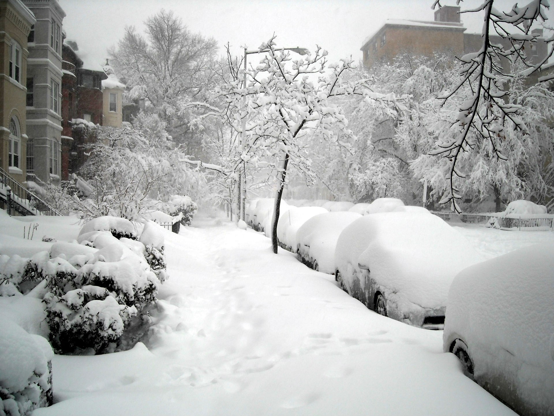 winter, snow, cold temperature, tree, white color, architecture
