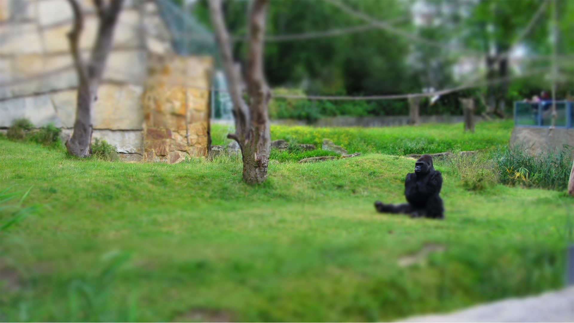 gorillas zoo alone harambe, plant, animal, animal themes, mammal