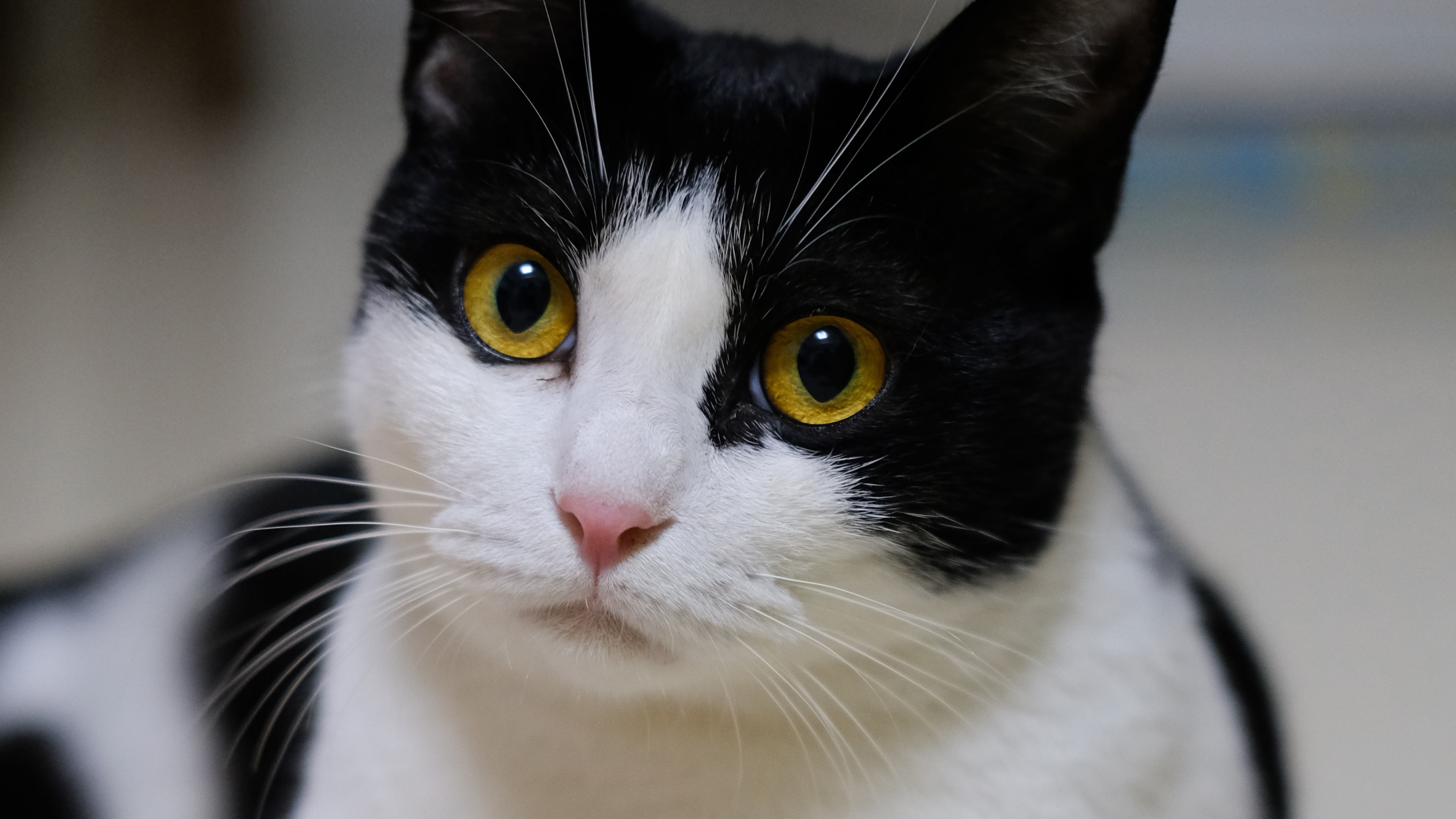 Yellow eyes cat, black white