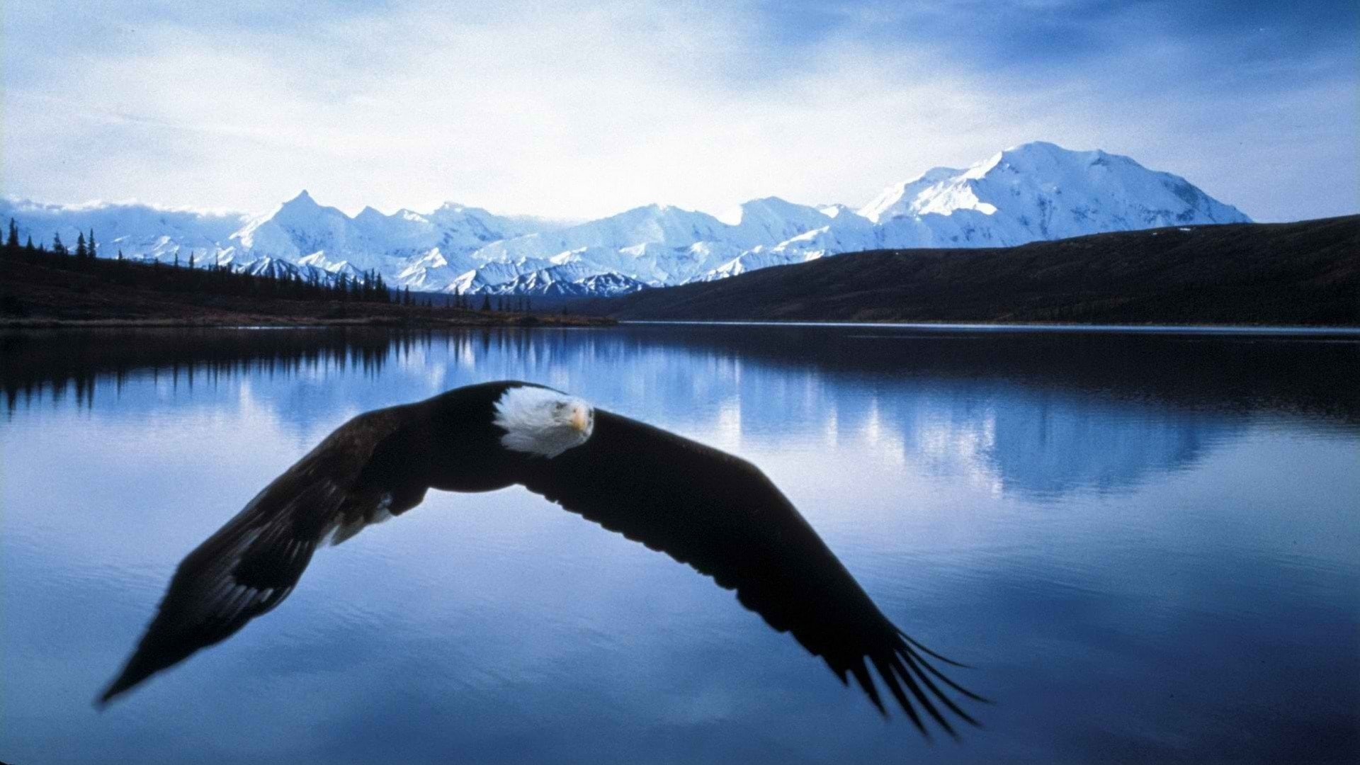 bald eagle