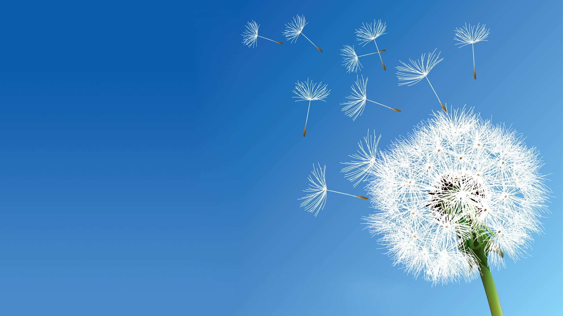 white dandelion flower, nature, flowers, clear sky, copy space