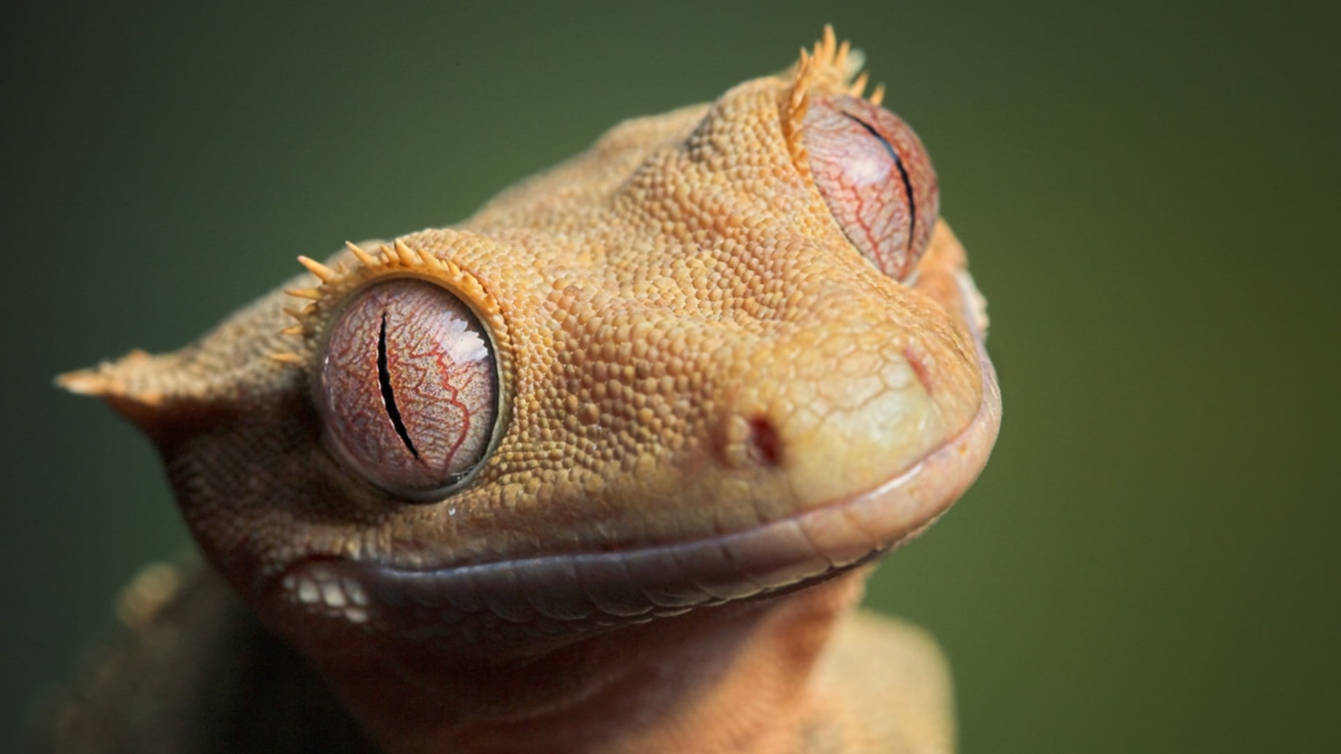 animals, gecko, eyes, reptiles