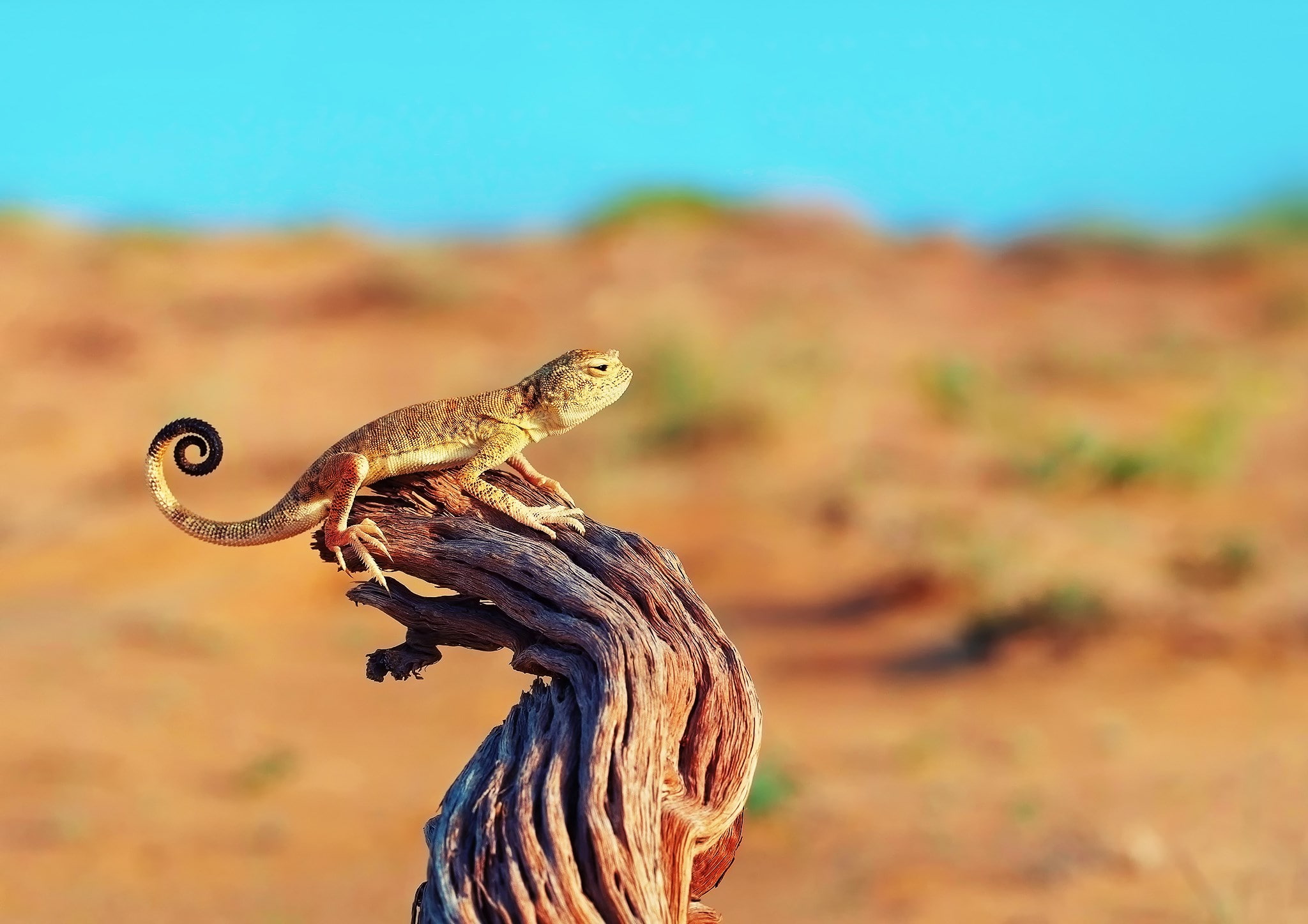 lizard