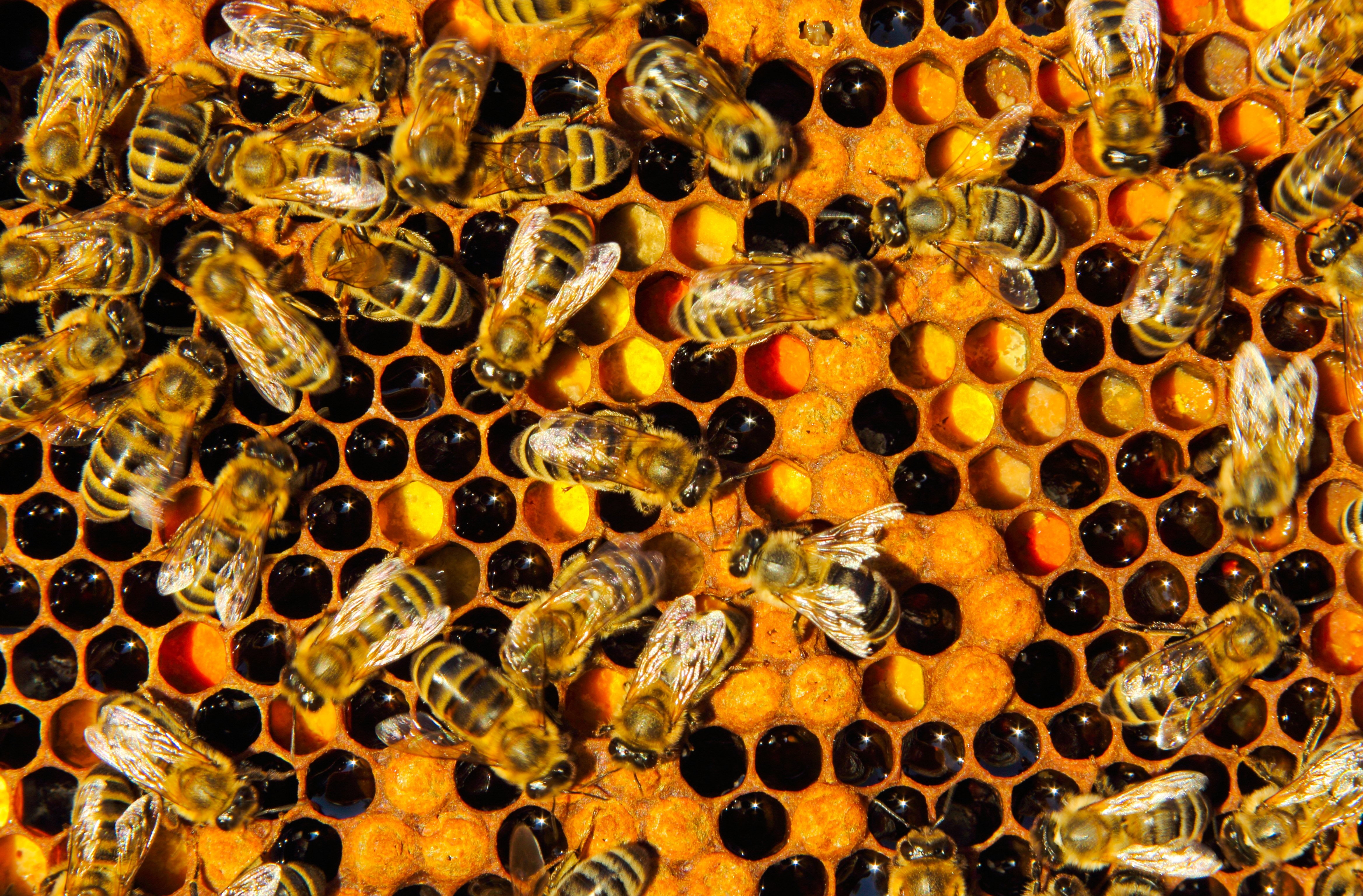 bee, bees, insect