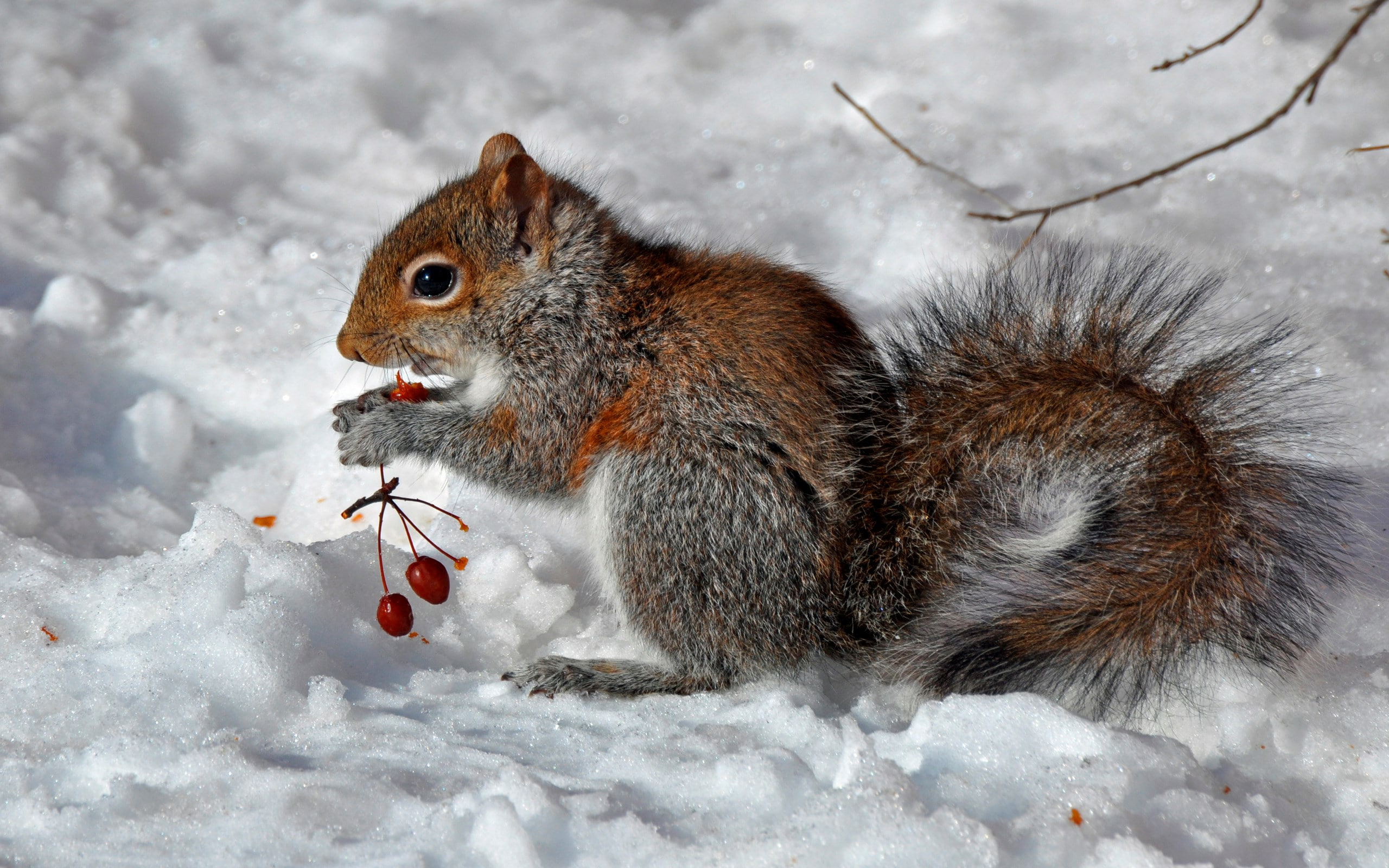 squirrel
