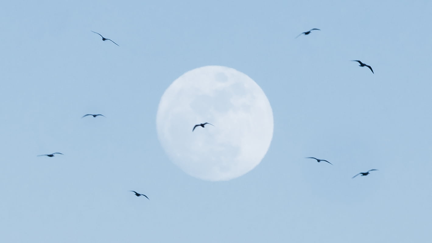 flock of birds overlooking moon, Synchronized, flight, de, día