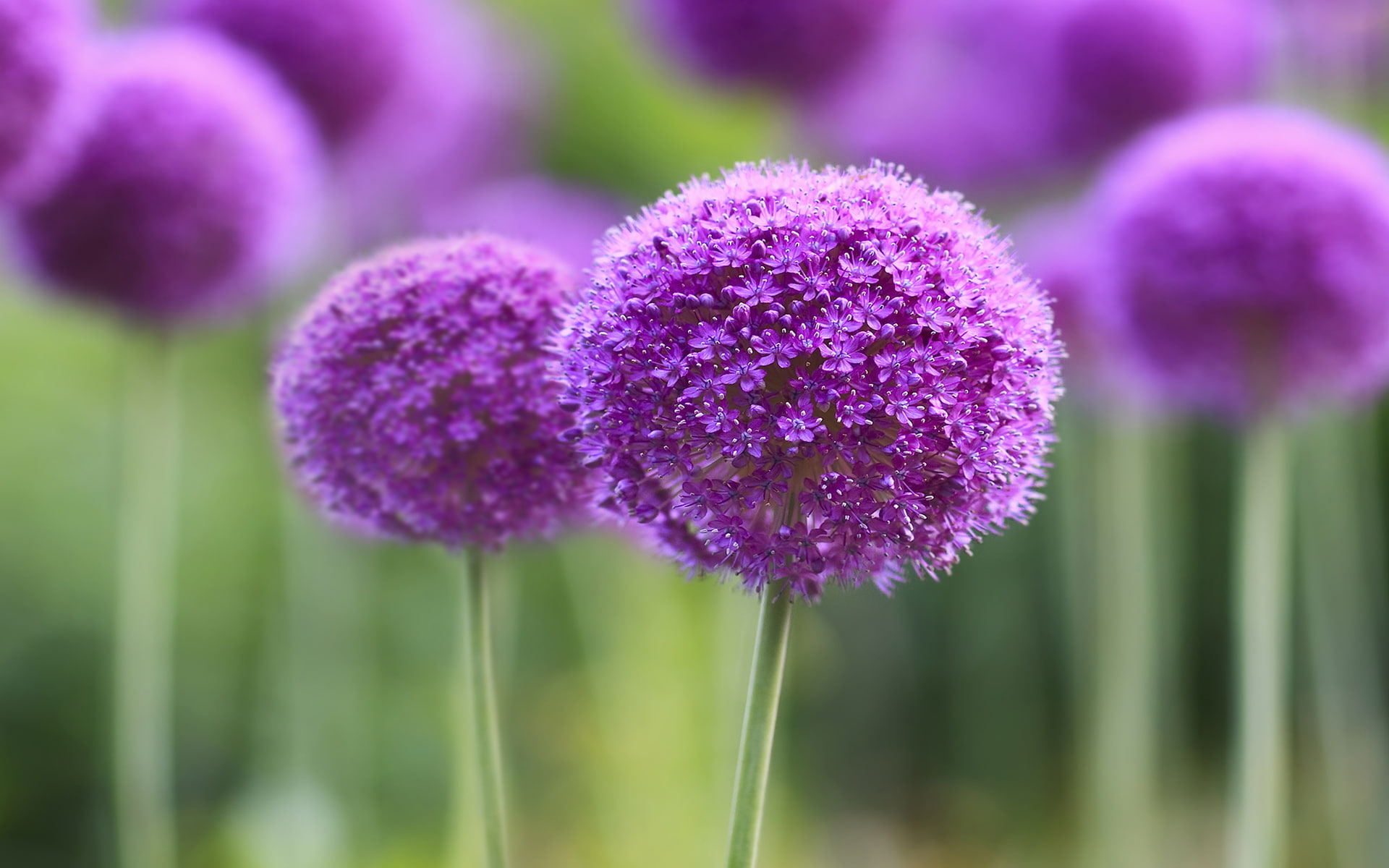 Purple Symphony