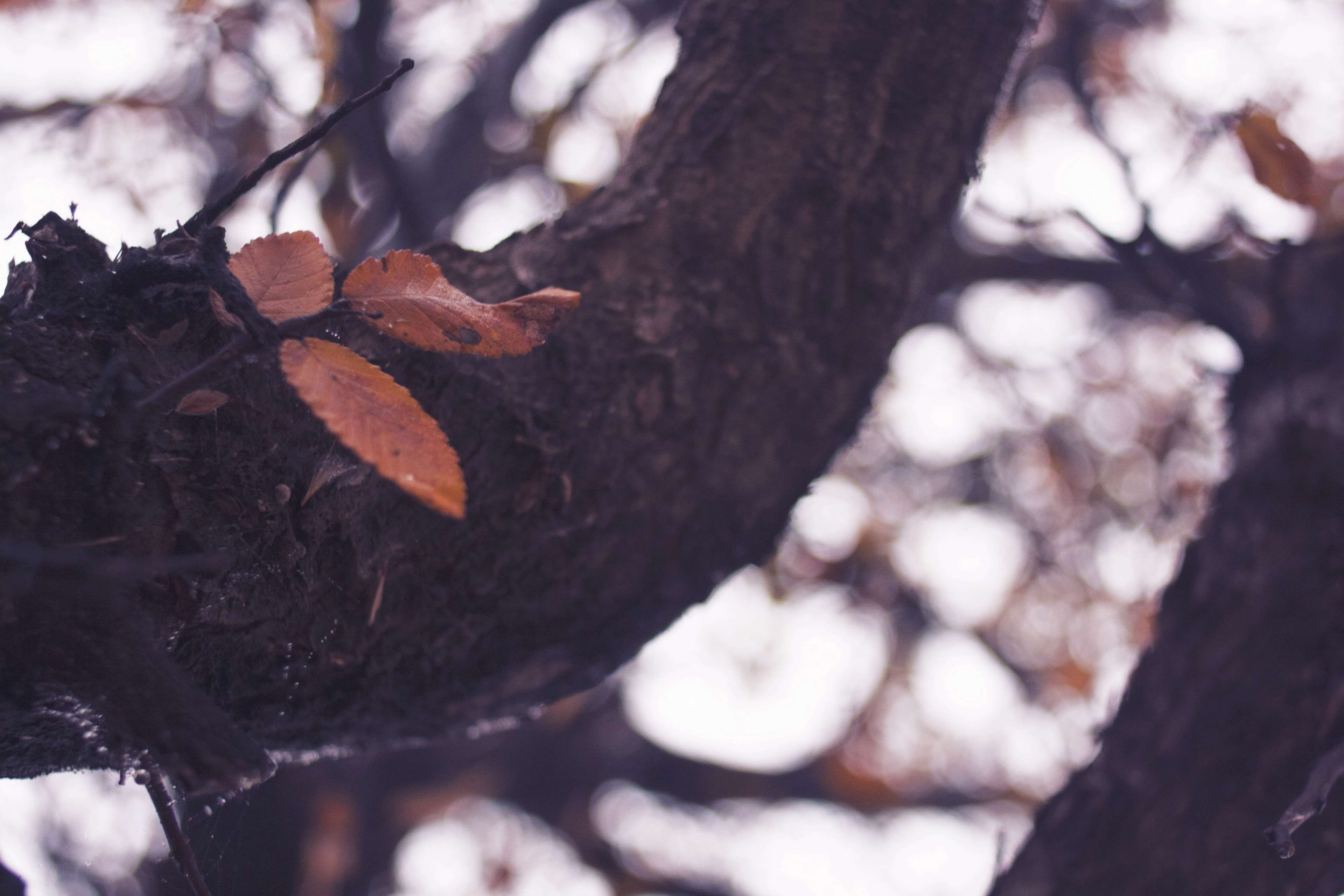 branch, fall, falling, leaf, leaves, tree, plant, nature, tree trunk