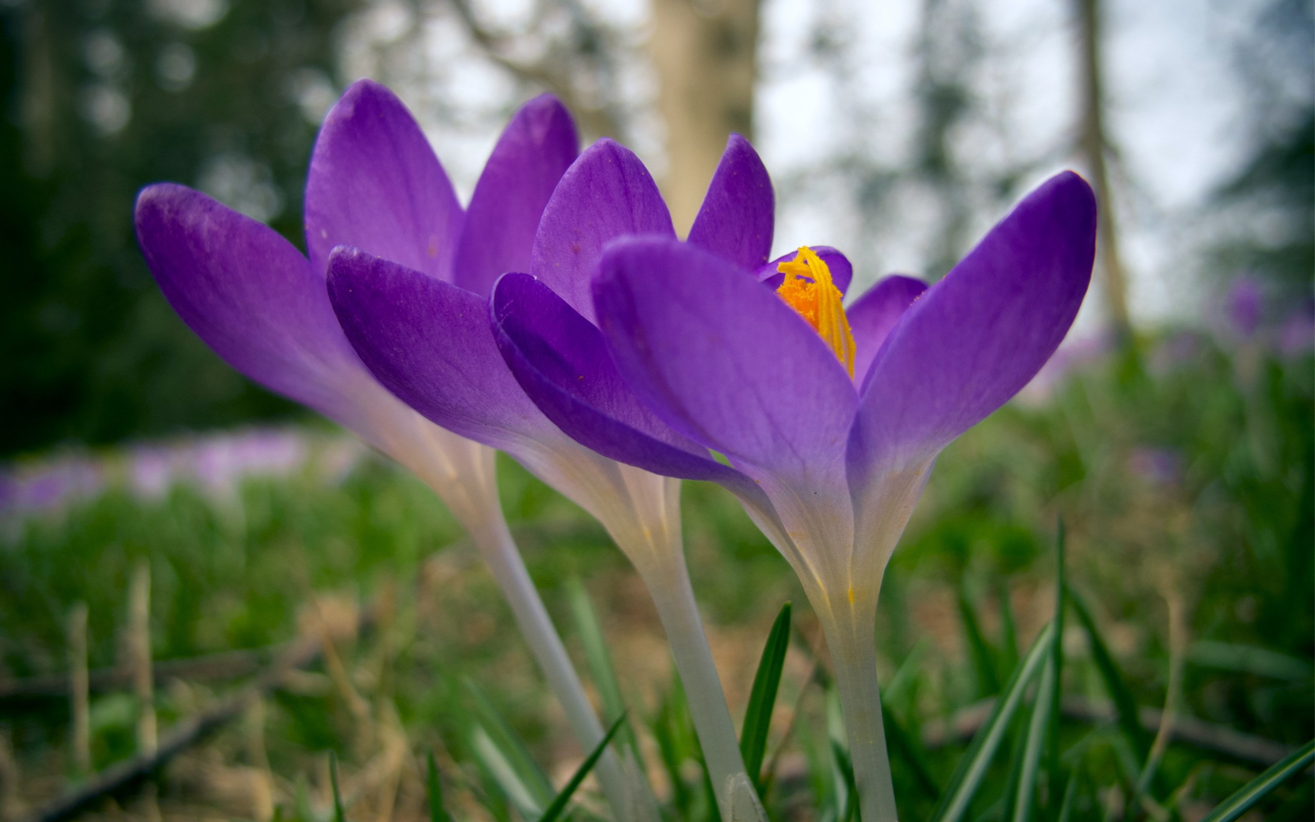 crocus