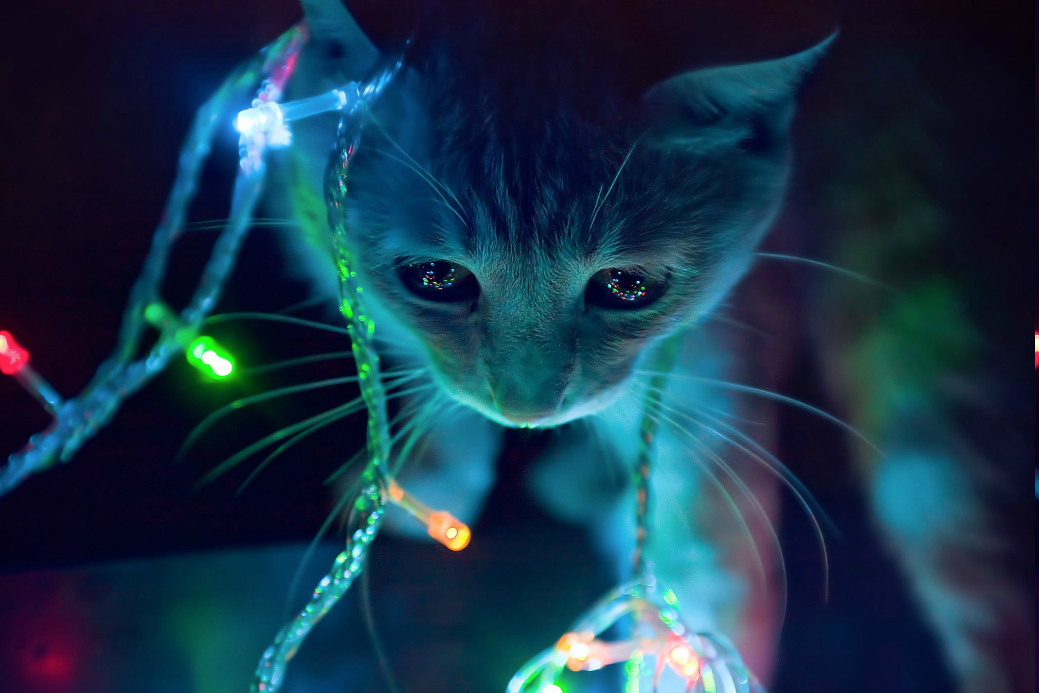 Free download | HD wallpaper: animals, cats, Christmas Lights ...