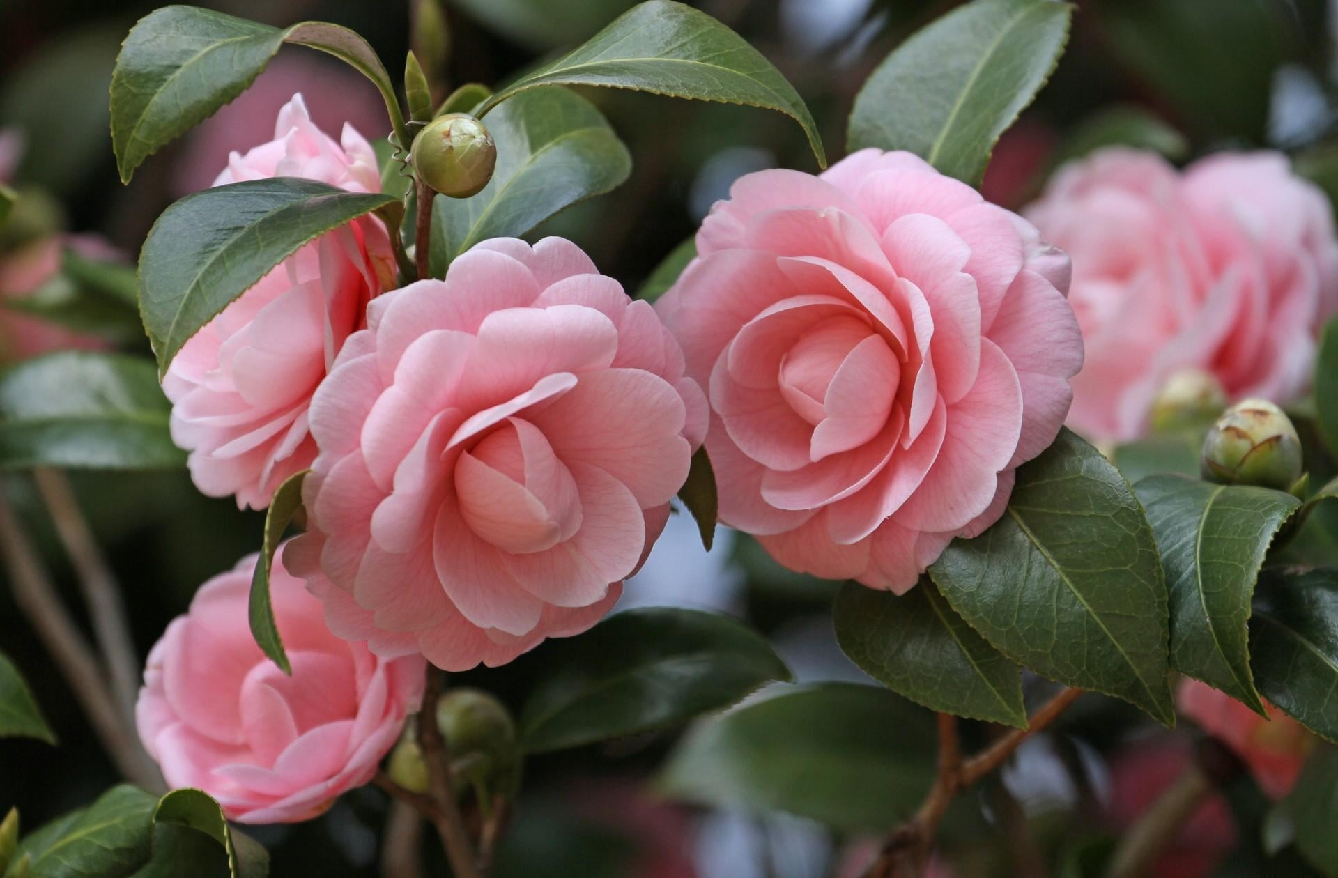 pink camellia flowers, garden, buds, stems, leaves, close-up