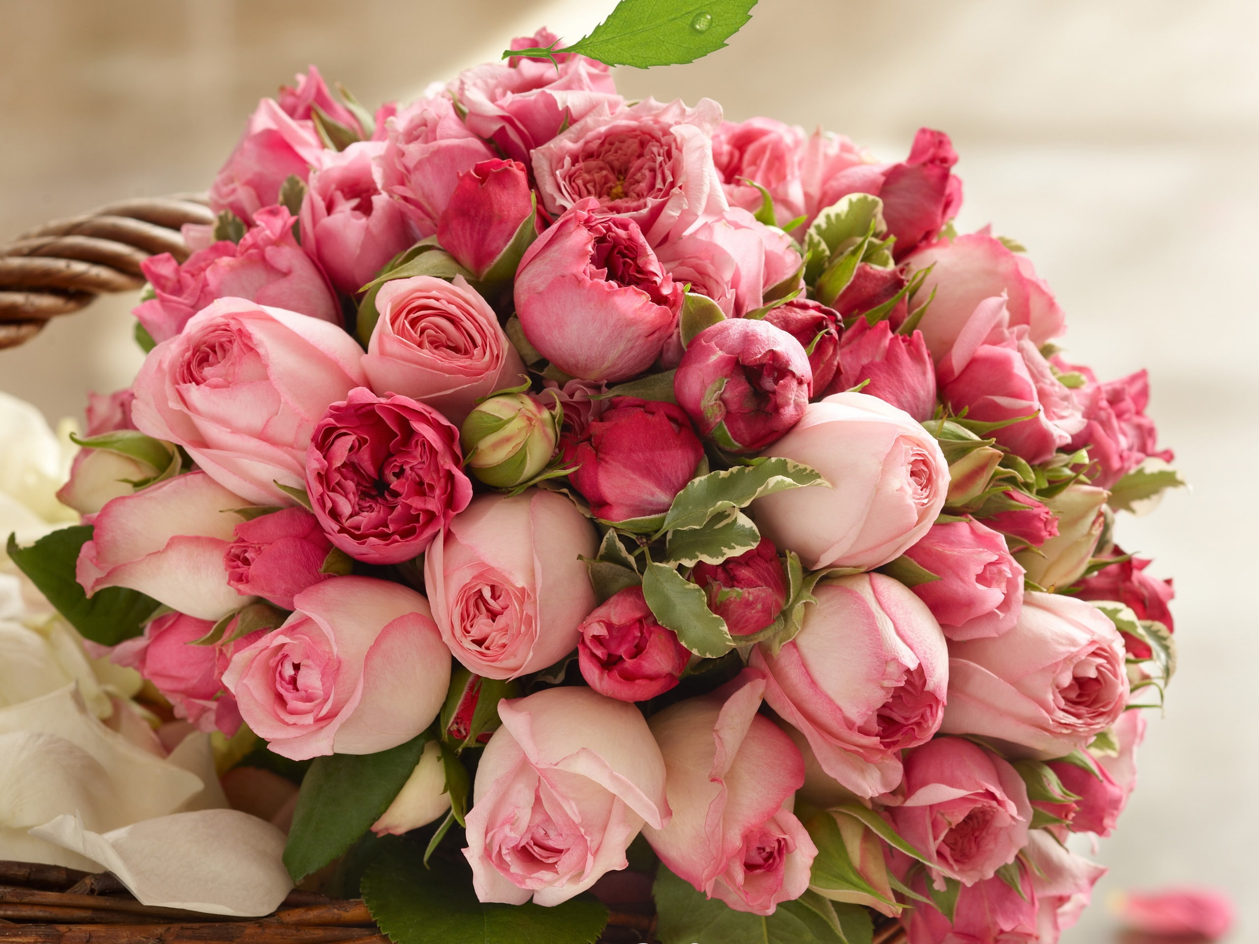 Pink rose flowers, beautiful bouquet