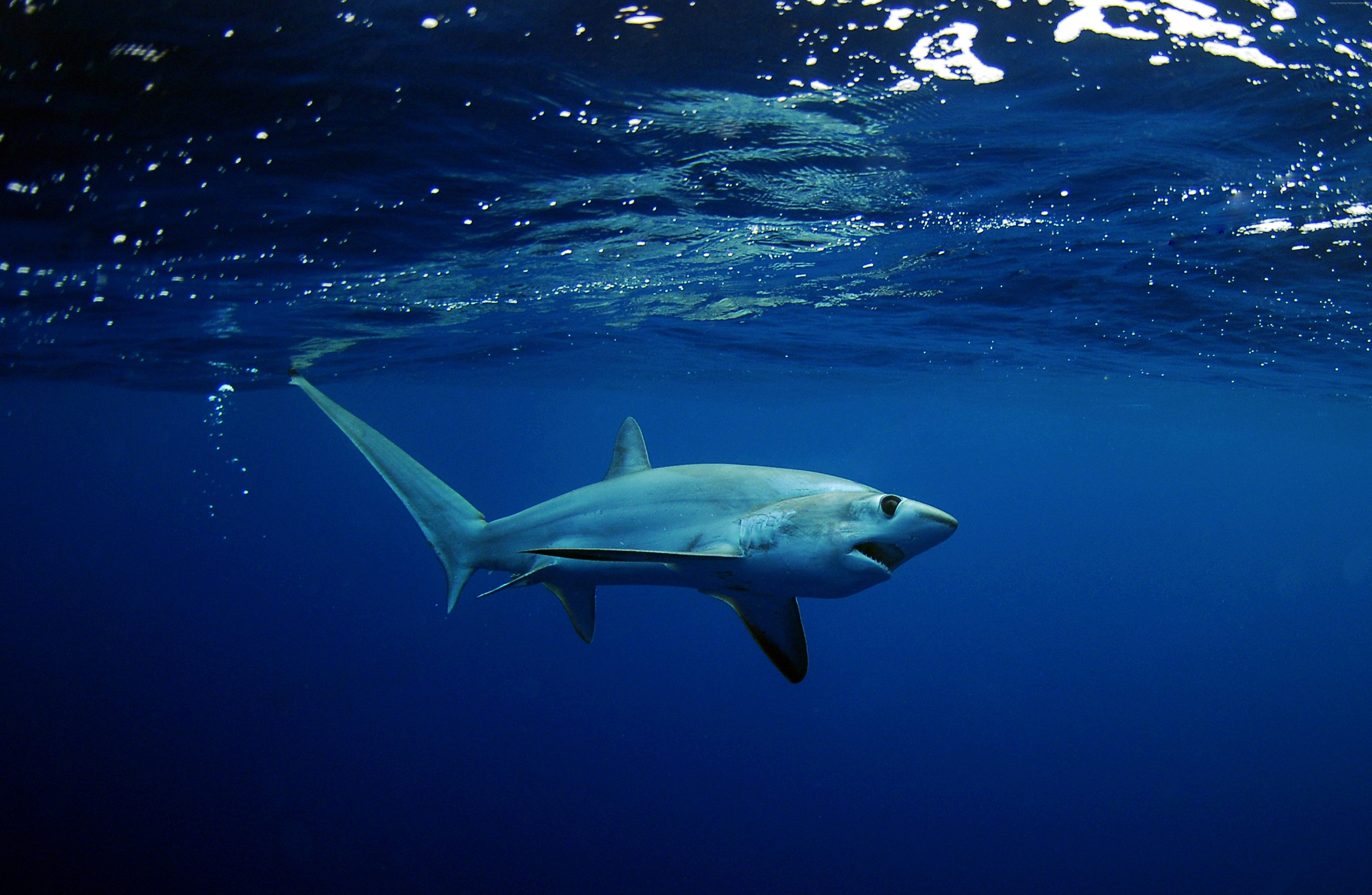 Shark, underwater, Best Diving Sites