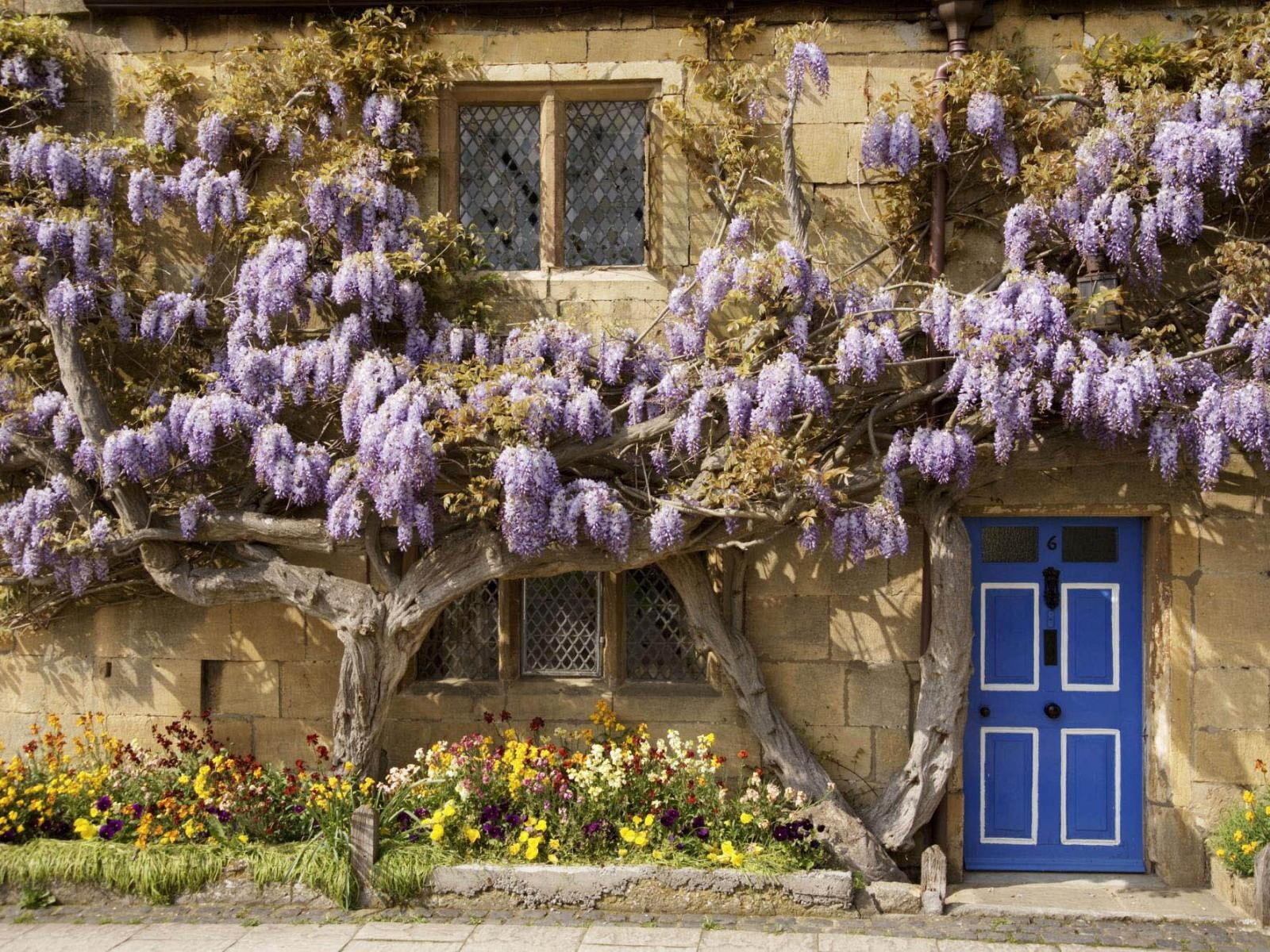 purple flowering tree, flowers, flowerbed, house, door, architecture