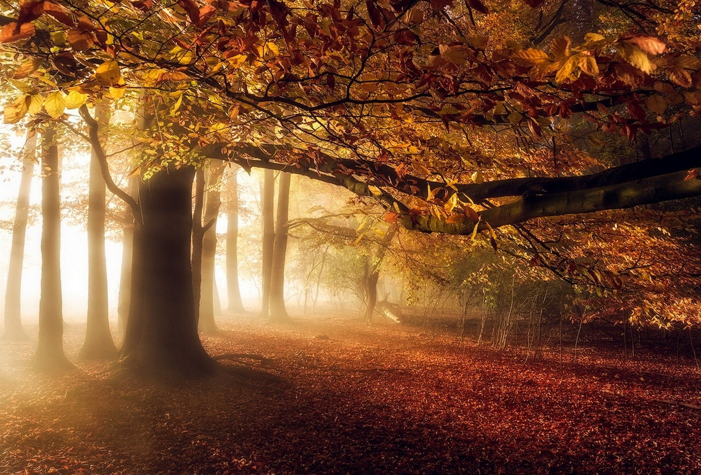 nature, landscape, fall, mist, forest, leaves, sunlight, trees