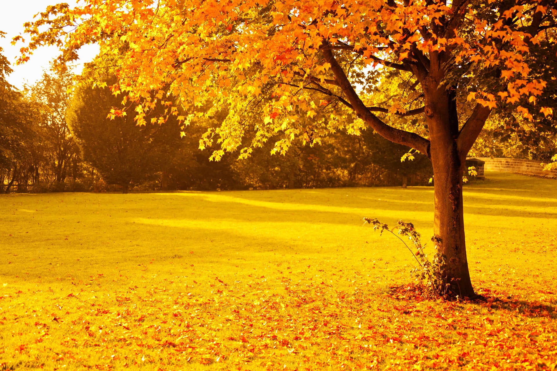 fall, foliage, gold, leaves, nature, orange, park, red, seasons
