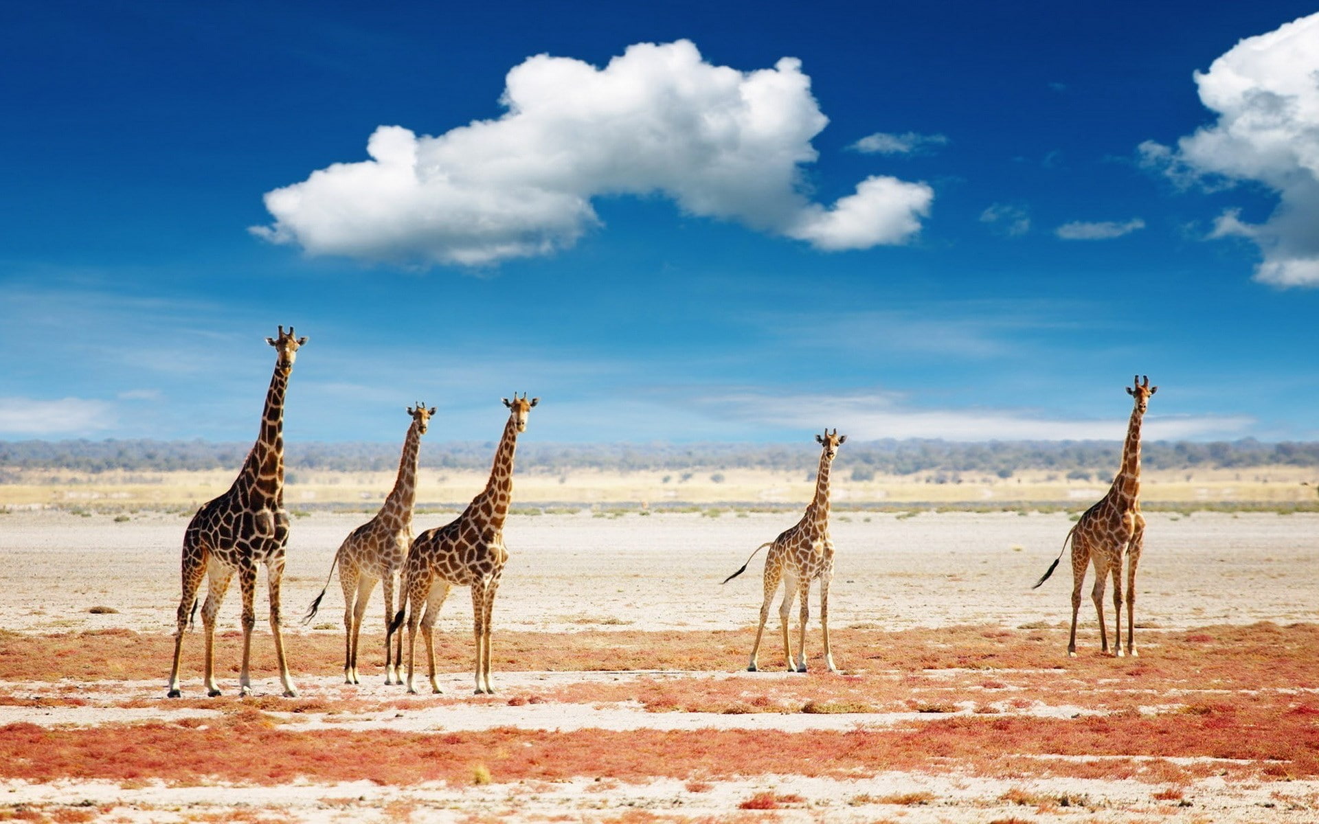 giraffe