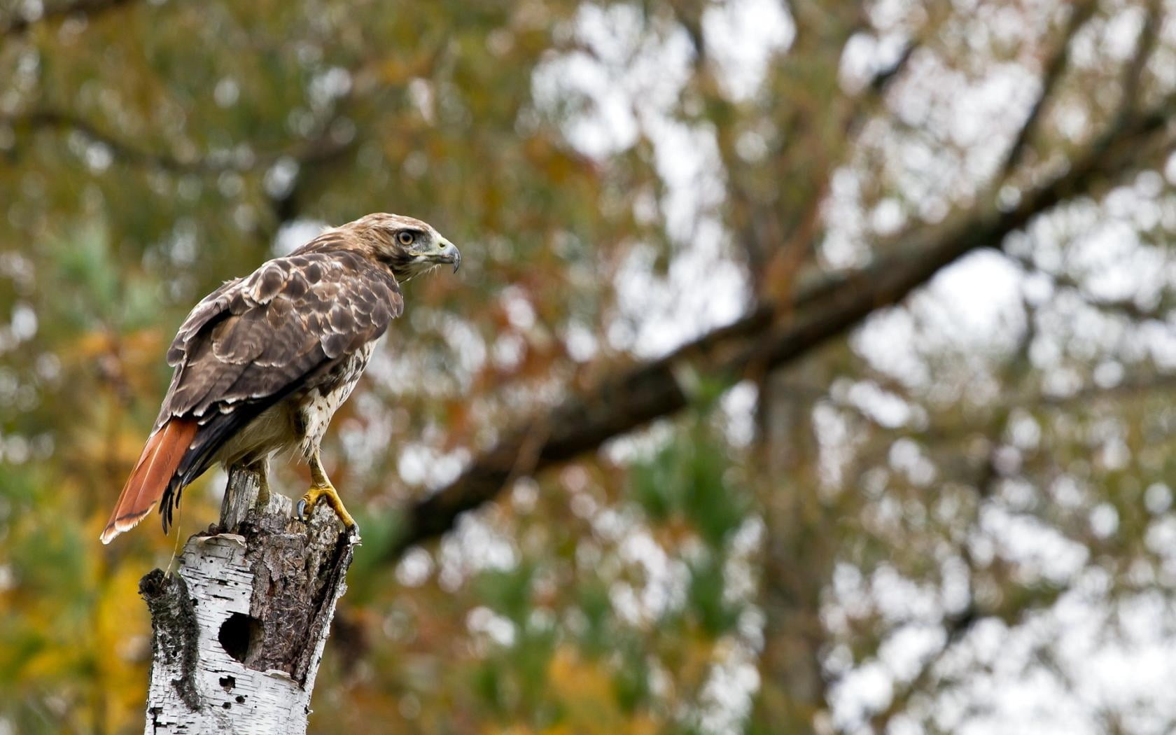 brown eagle, bird, tree, blurring, wings, sit, predator, nature