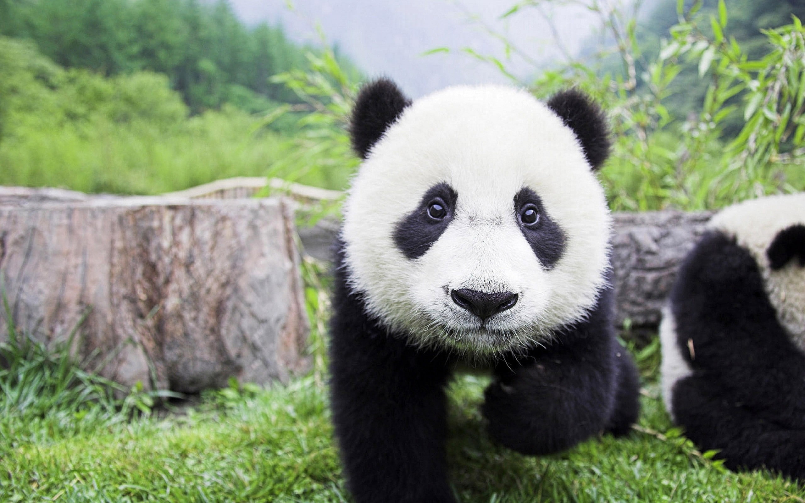 panda, animals