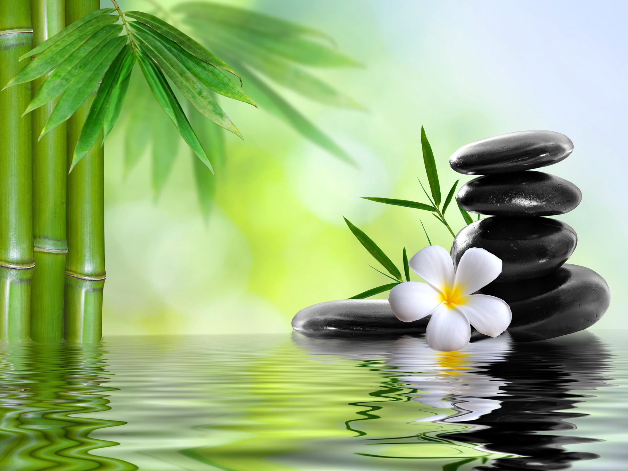 white frangipani flower and black stone cairn, water, stones