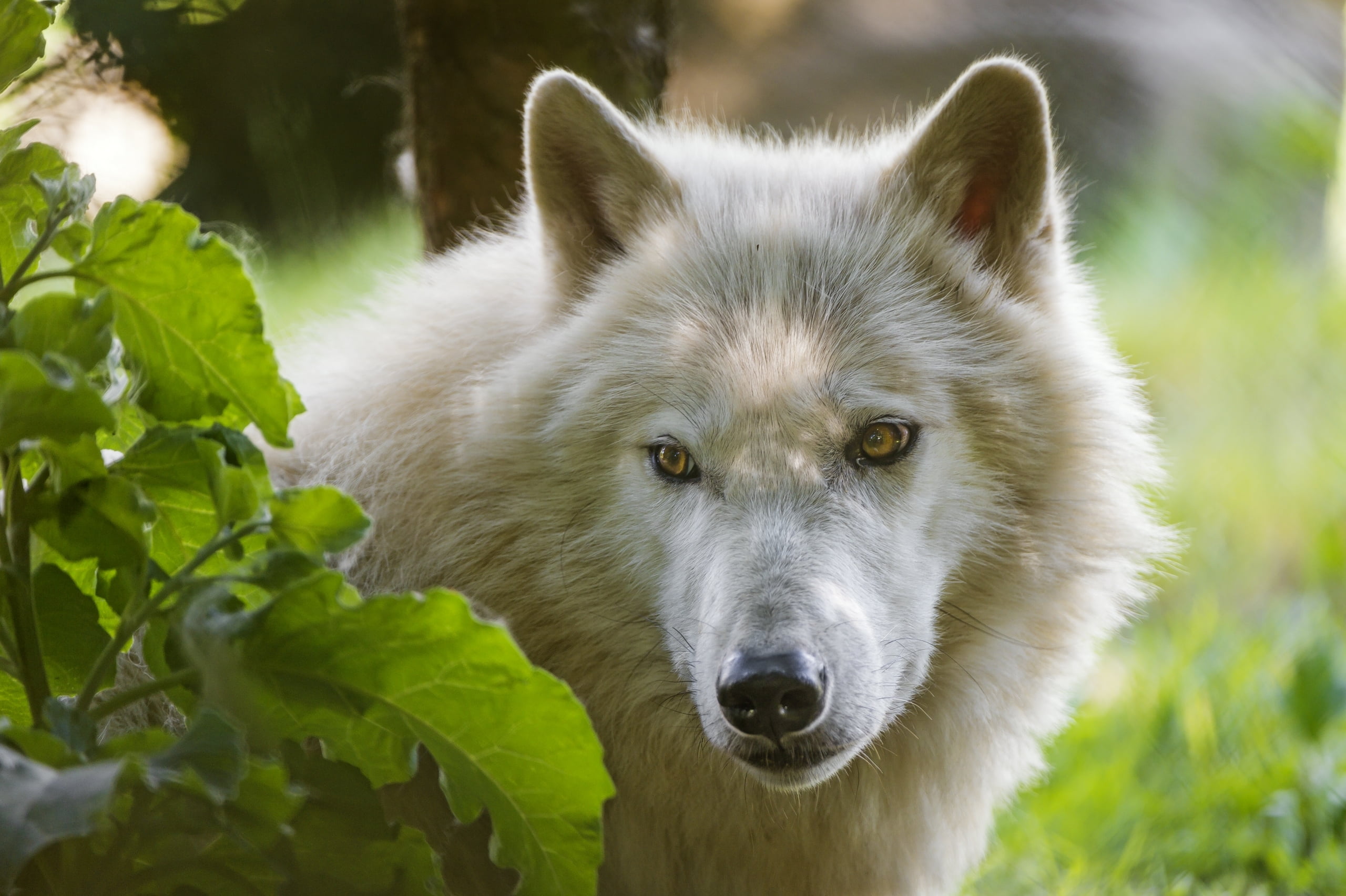 adult white Alaskan malamute, wolf, predatory, view, animal, nature