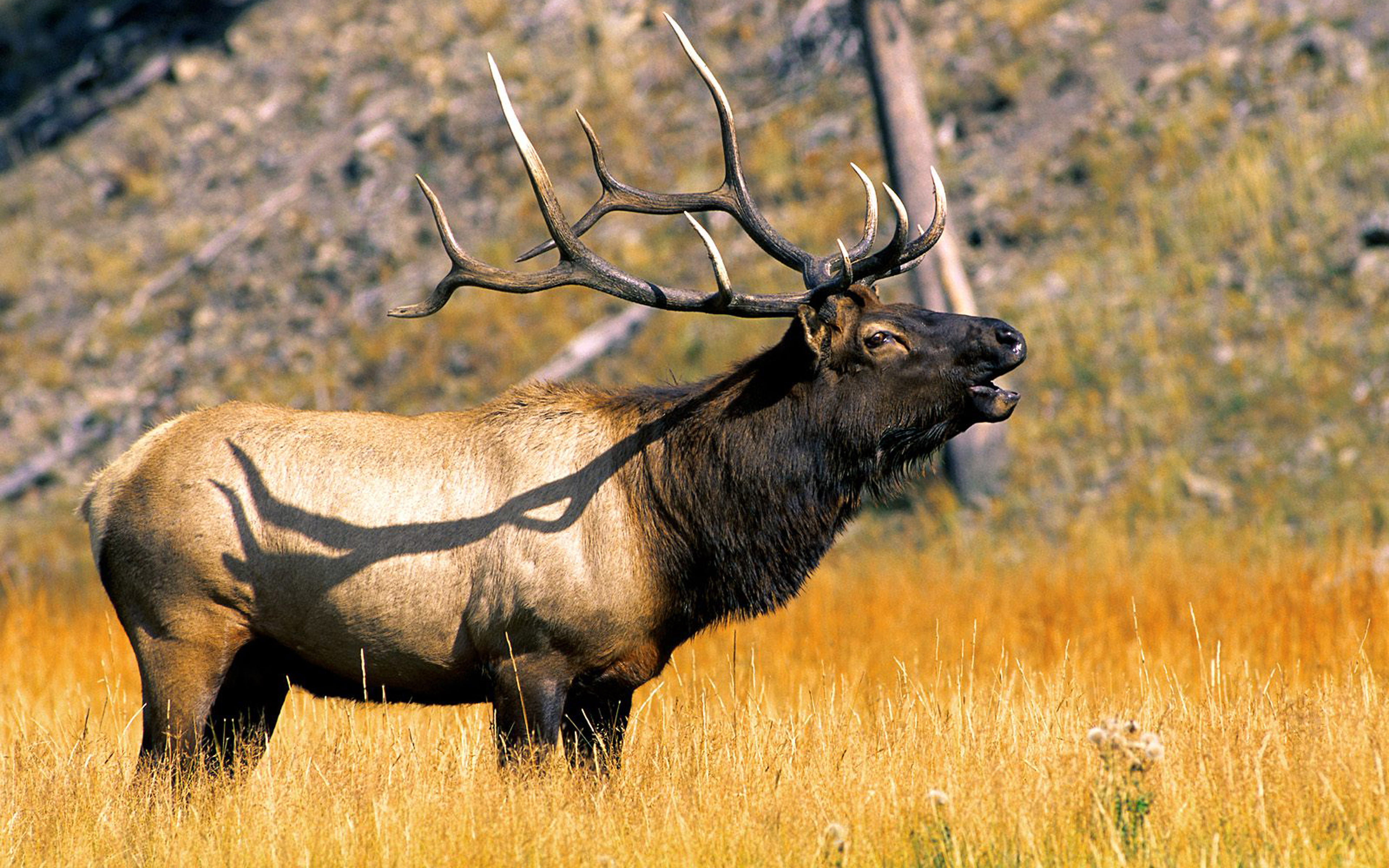 Animal Elk In Yellowstone National Park Wyoming U.s. State Of The Art Hd Wallpapers For Desktop Mobile Phones And Laptop 3840×2400