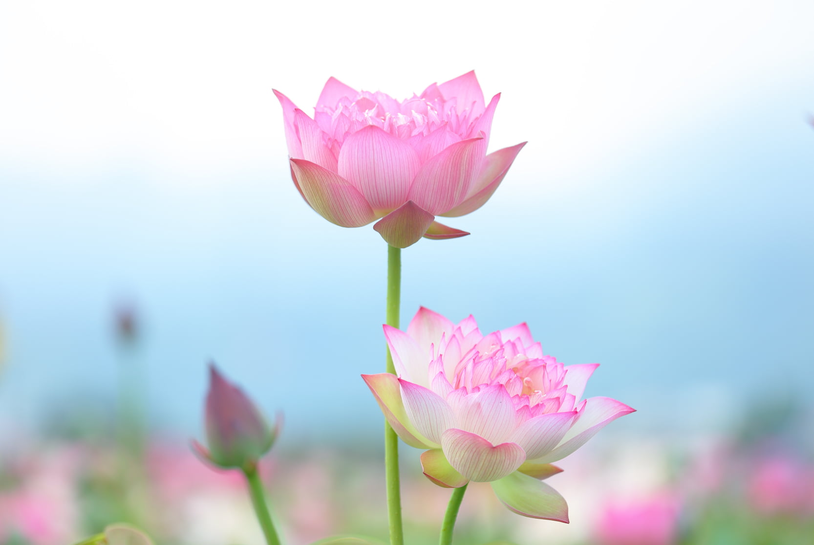 focus photography of pink and white petaled flowers, lotus, lotus