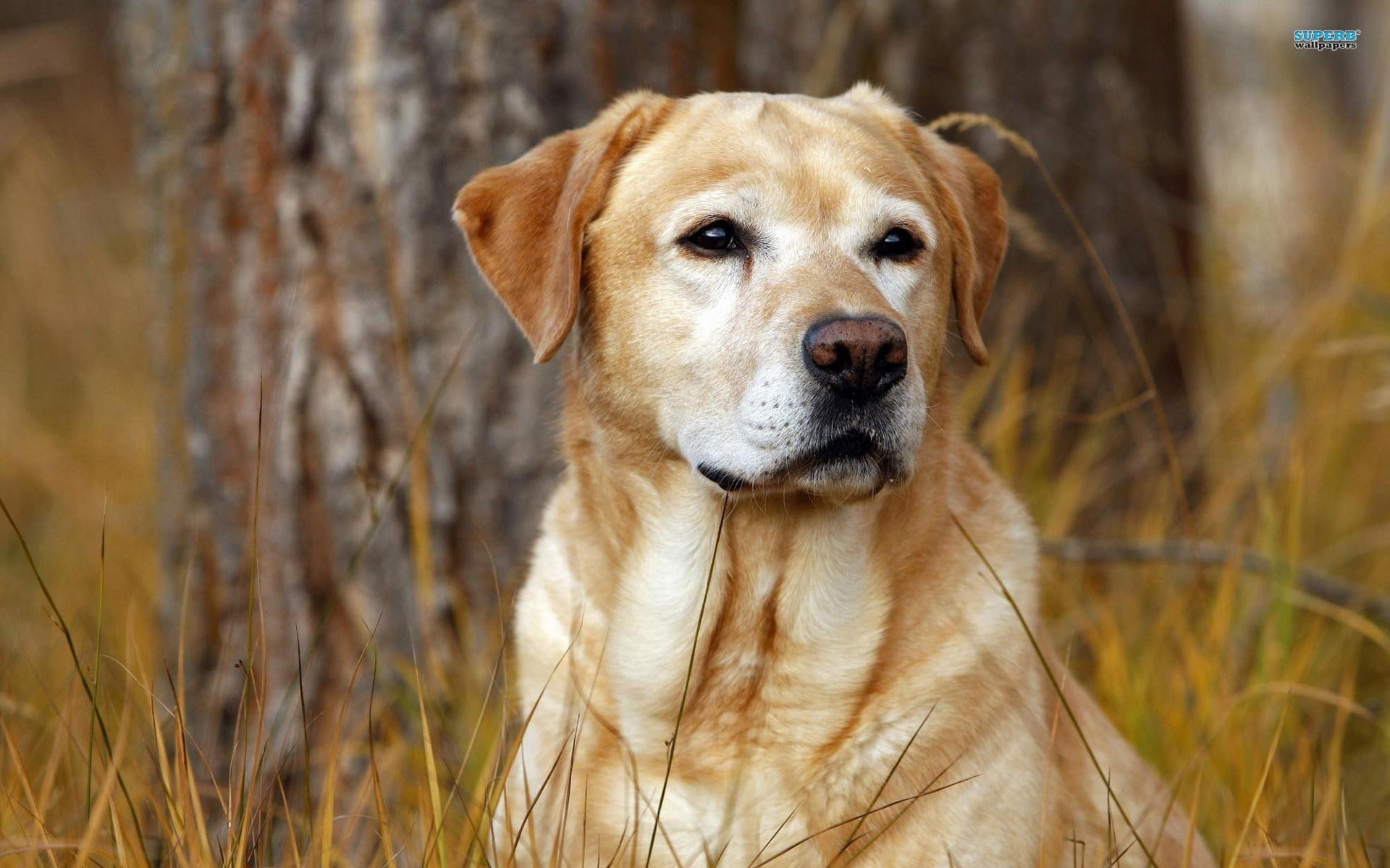 The Watchful Labrador, yellow labrador retriever, loving, sweet