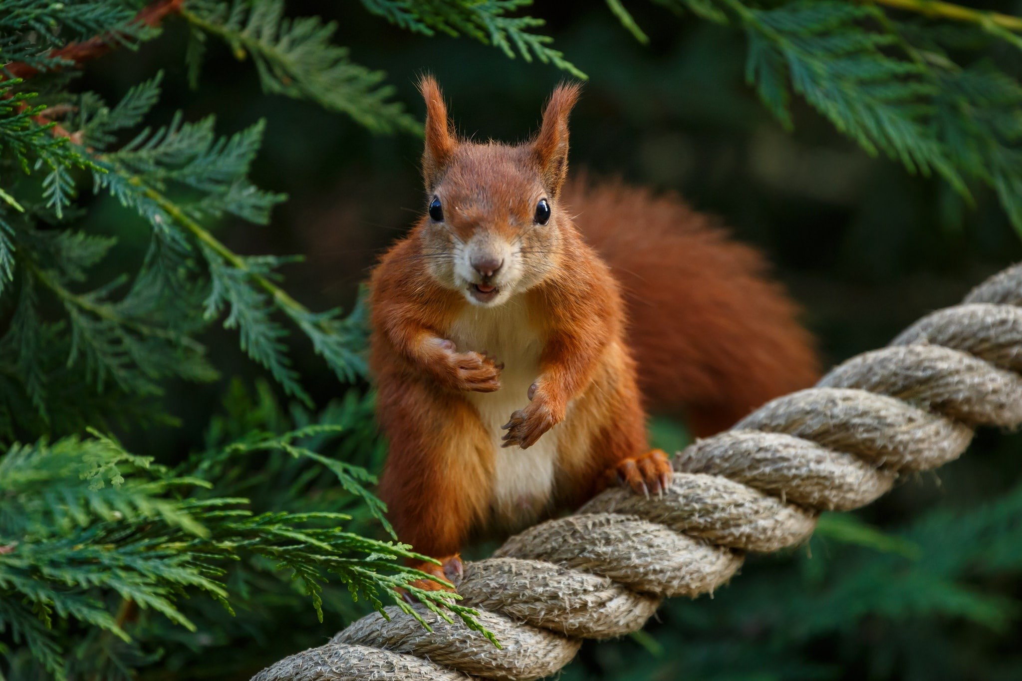 squirrel