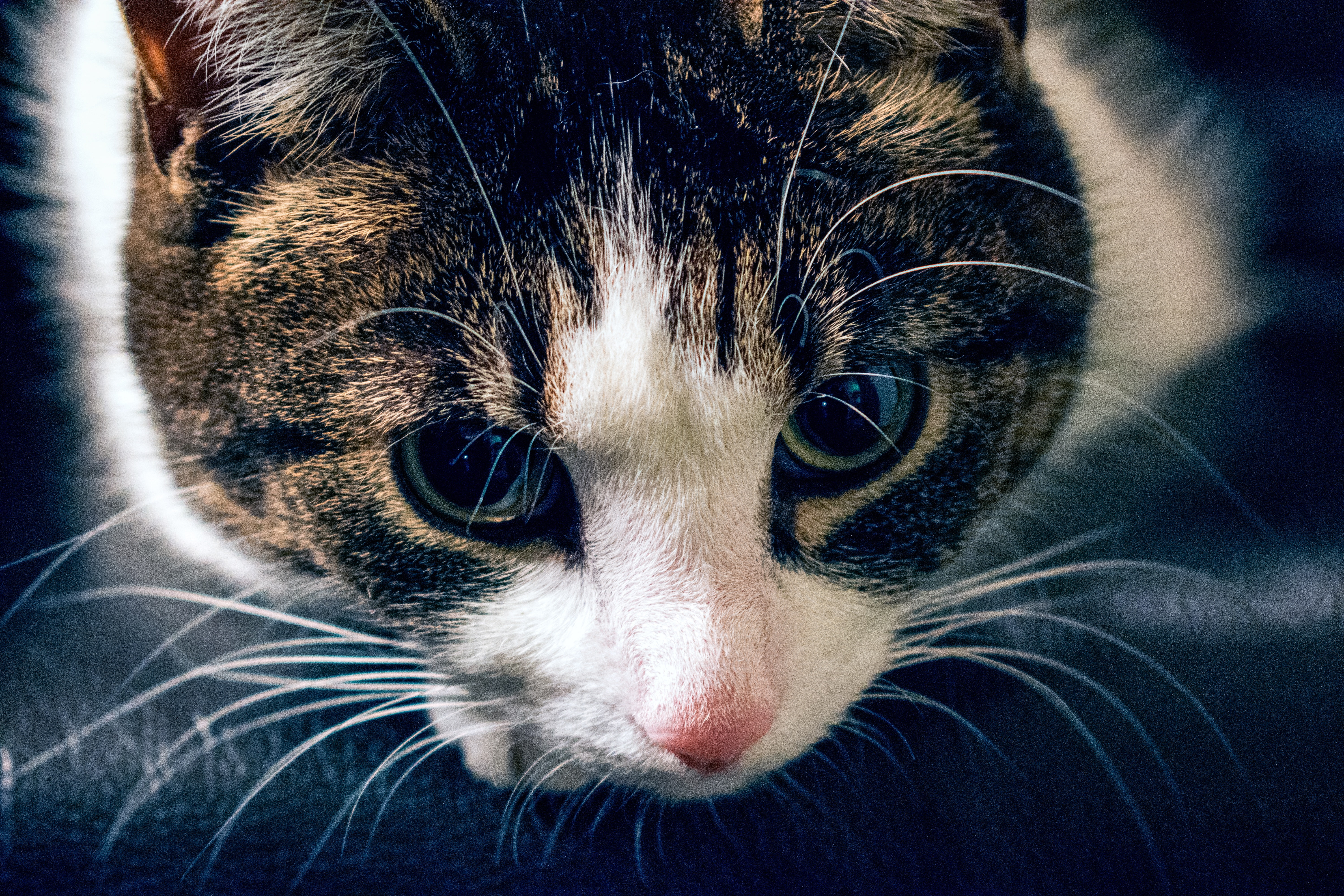 Cat, Muzzle, Striped