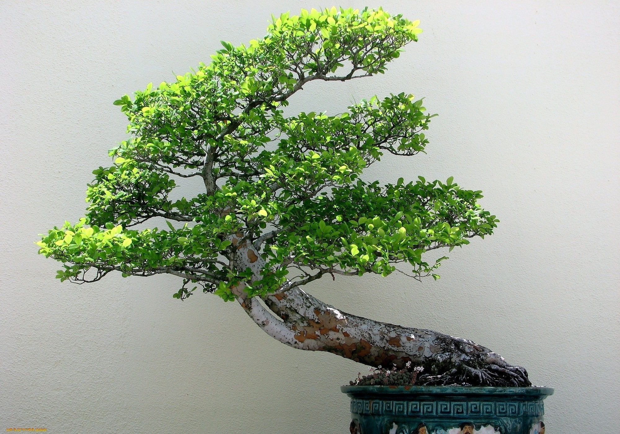 Bonsai, nature, plants, Trees, growth, green color, bonsai tree