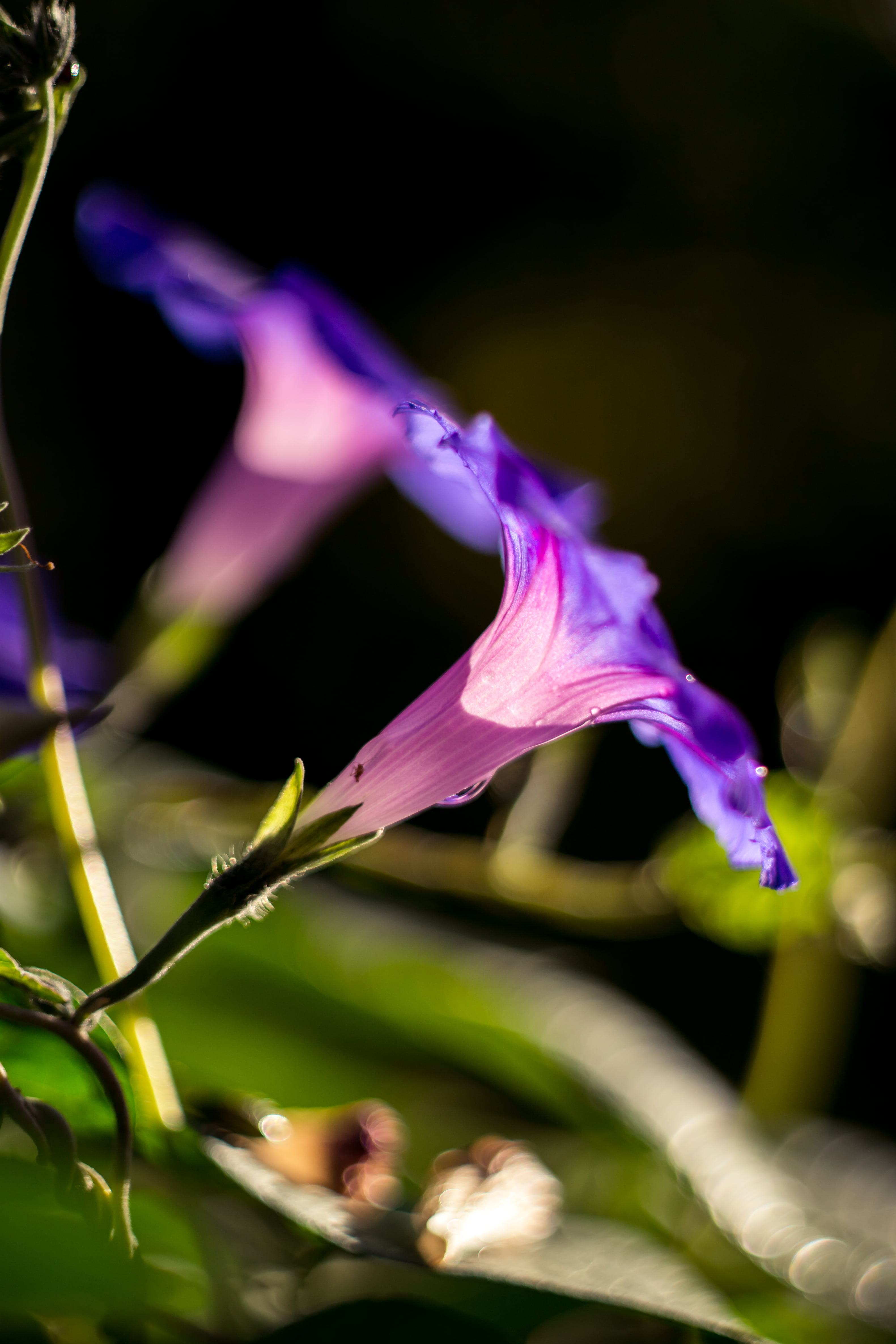 selective focus photographed of purple petaled flower, Morning glory
