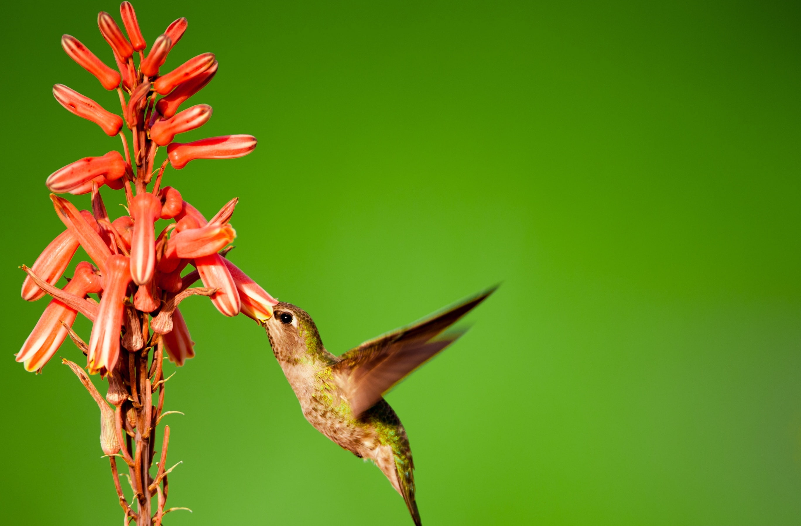 Hummingbird Slow Motion, Animals, Birds, Nature, Flower, Green