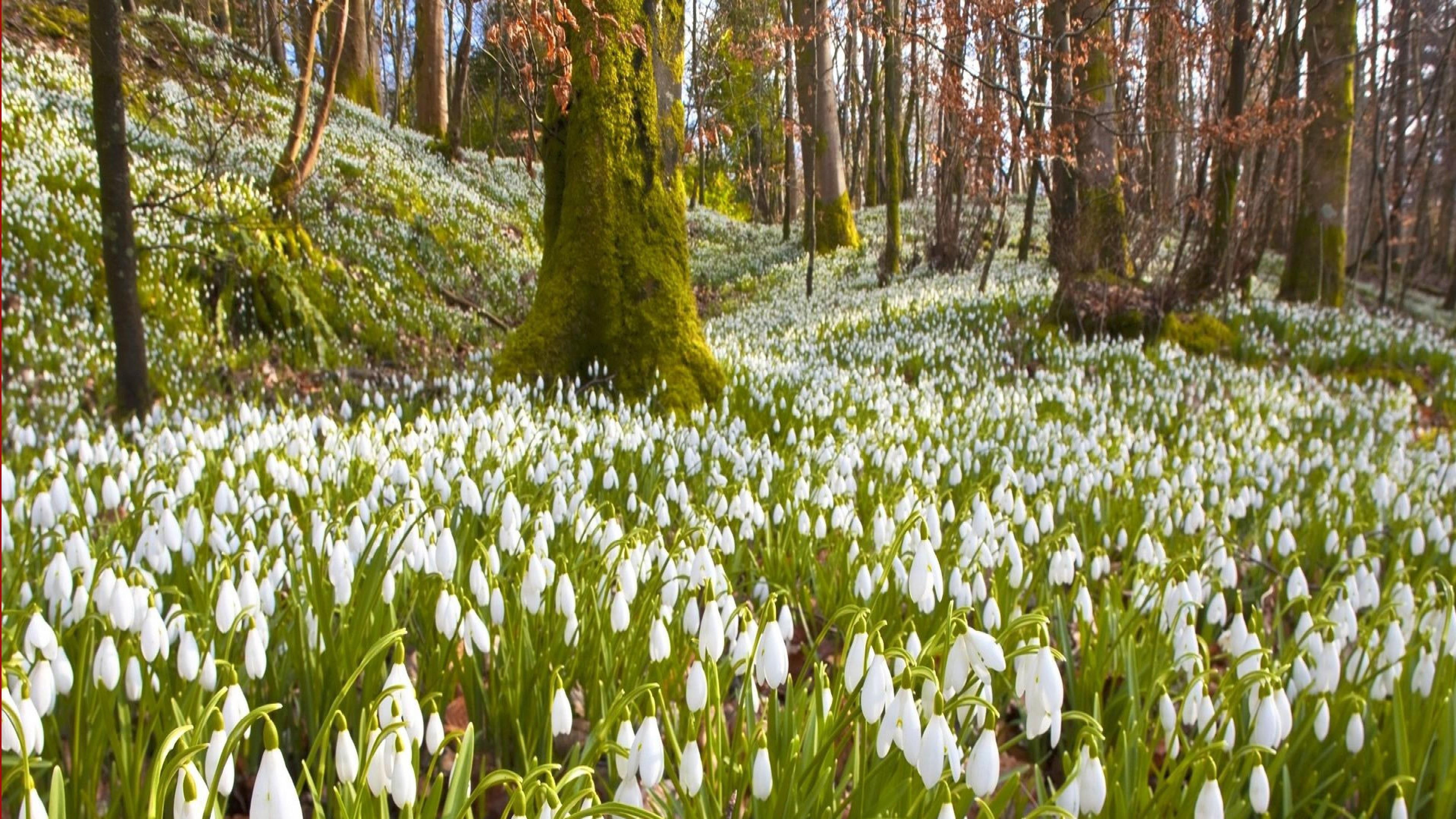 forest, snowdrops, spring, trees, hillside, flowery, flowers